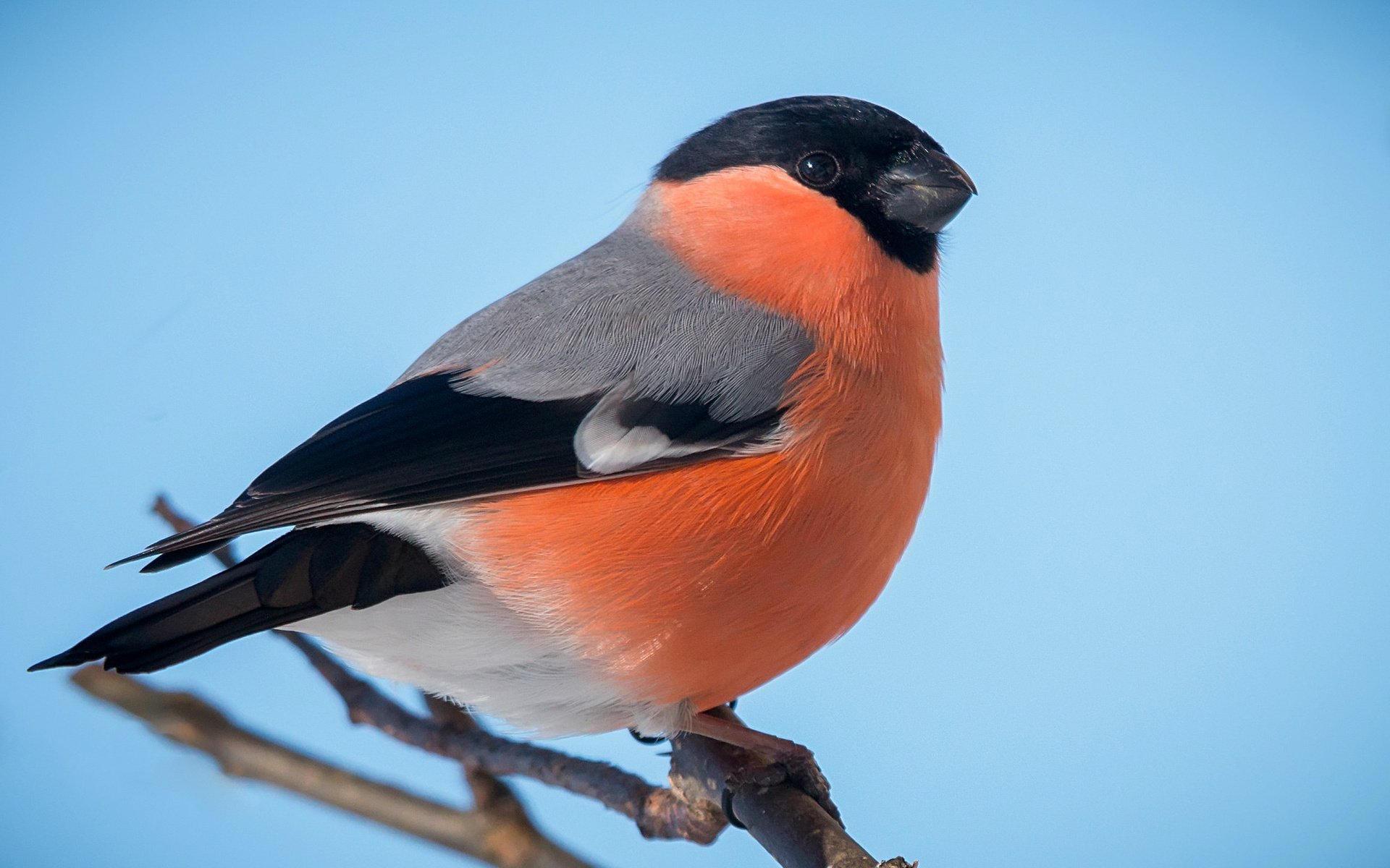 Обои птичка, снегирь, грудка, bird, bullfinch, breast разрешение 2036x1268 Загрузить