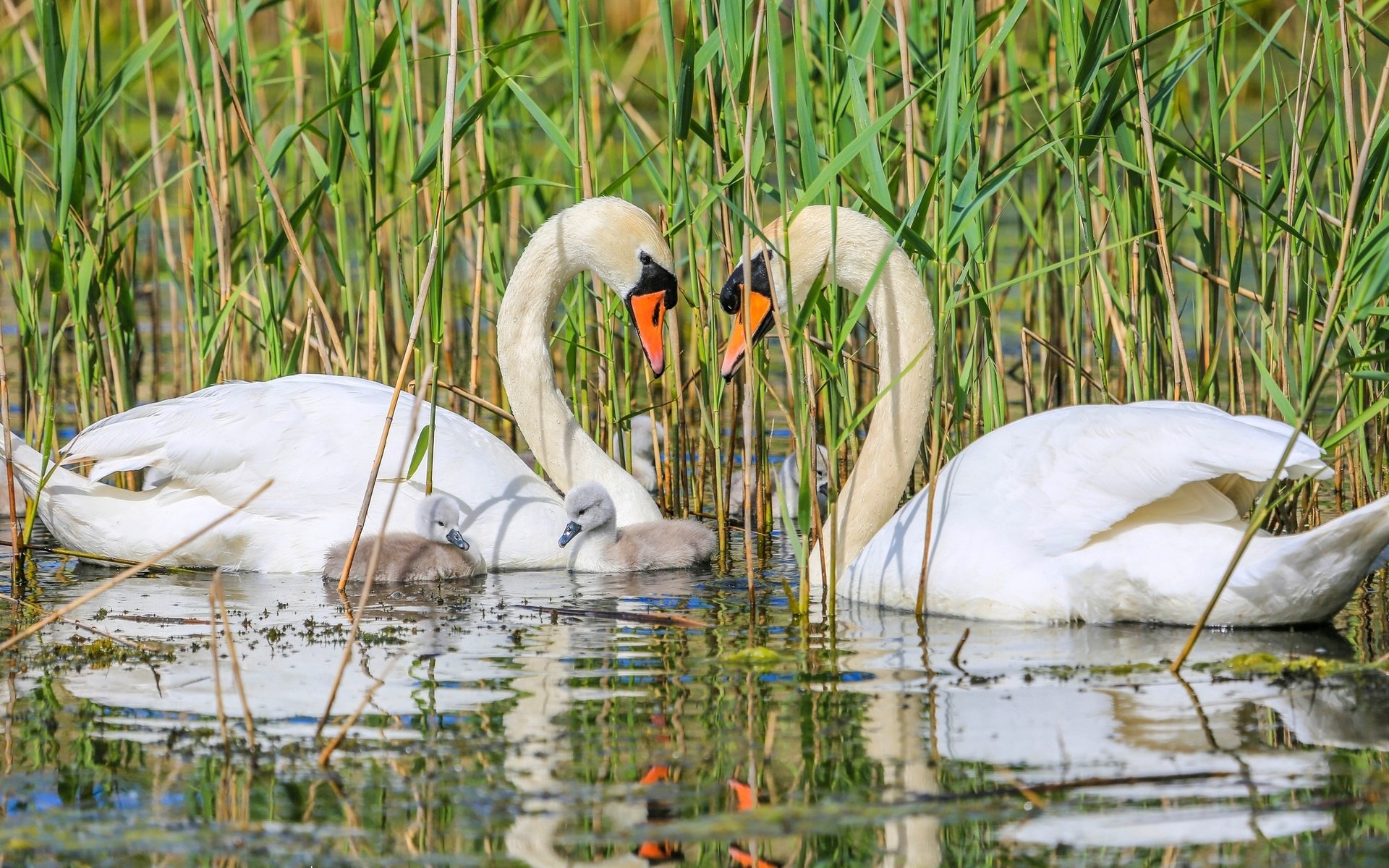 Обои птицы, семья, лебеди, птенцы, birds, family, swans, chicks разрешение 2048x1276 Загрузить