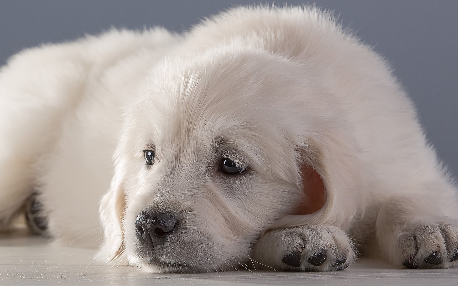 Обои белый, щенок, ретривер, white, puppy, retriever разрешение 2100x1269 Загрузить