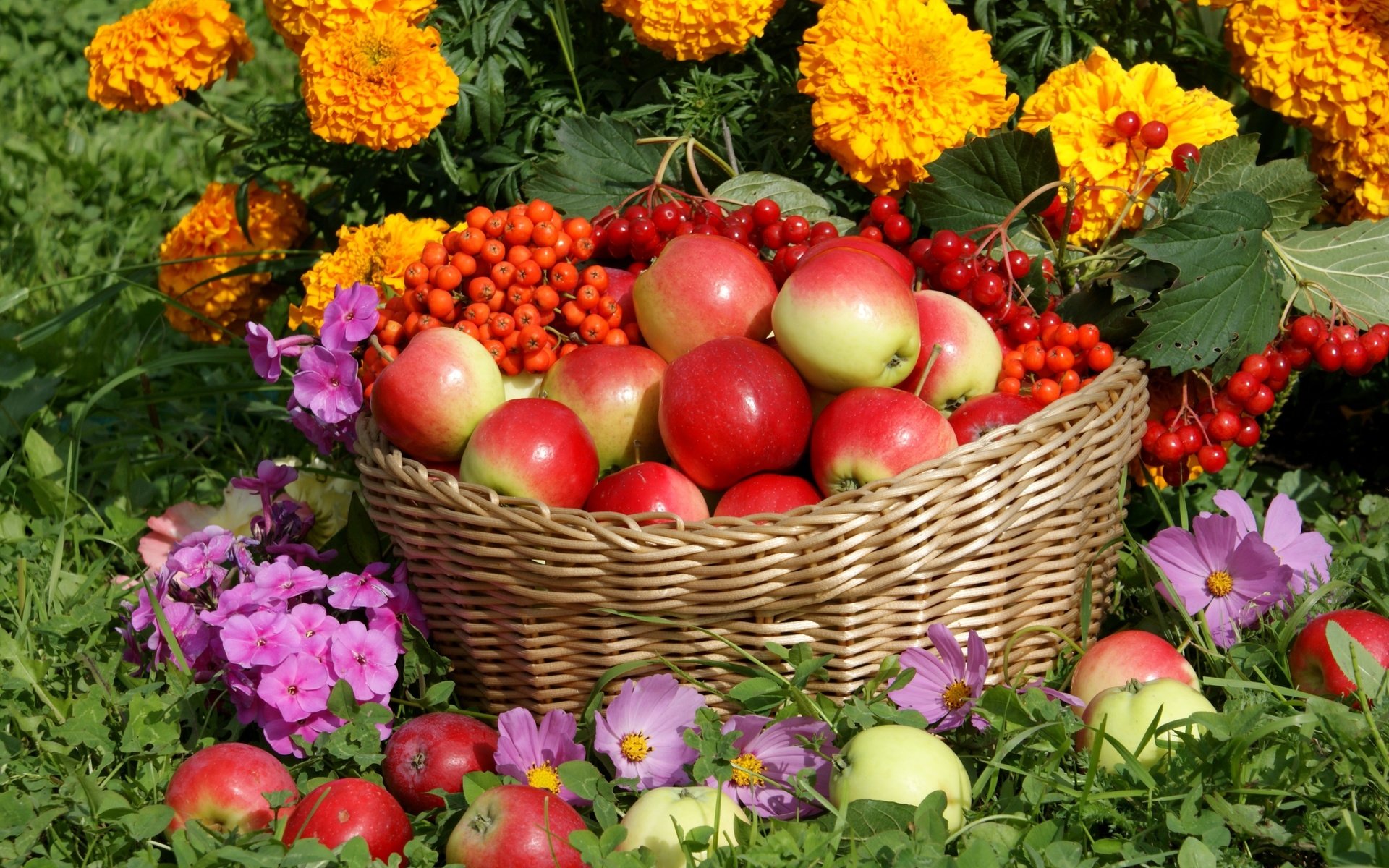 Обои цветы, флоксы, яблоки, корзина, урожай, рябина, бархатцы, космея, калина, flowers, phlox, apples, basket, harvest, rowan, marigolds, kosmeya, kalina разрешение 3000x1972 Загрузить