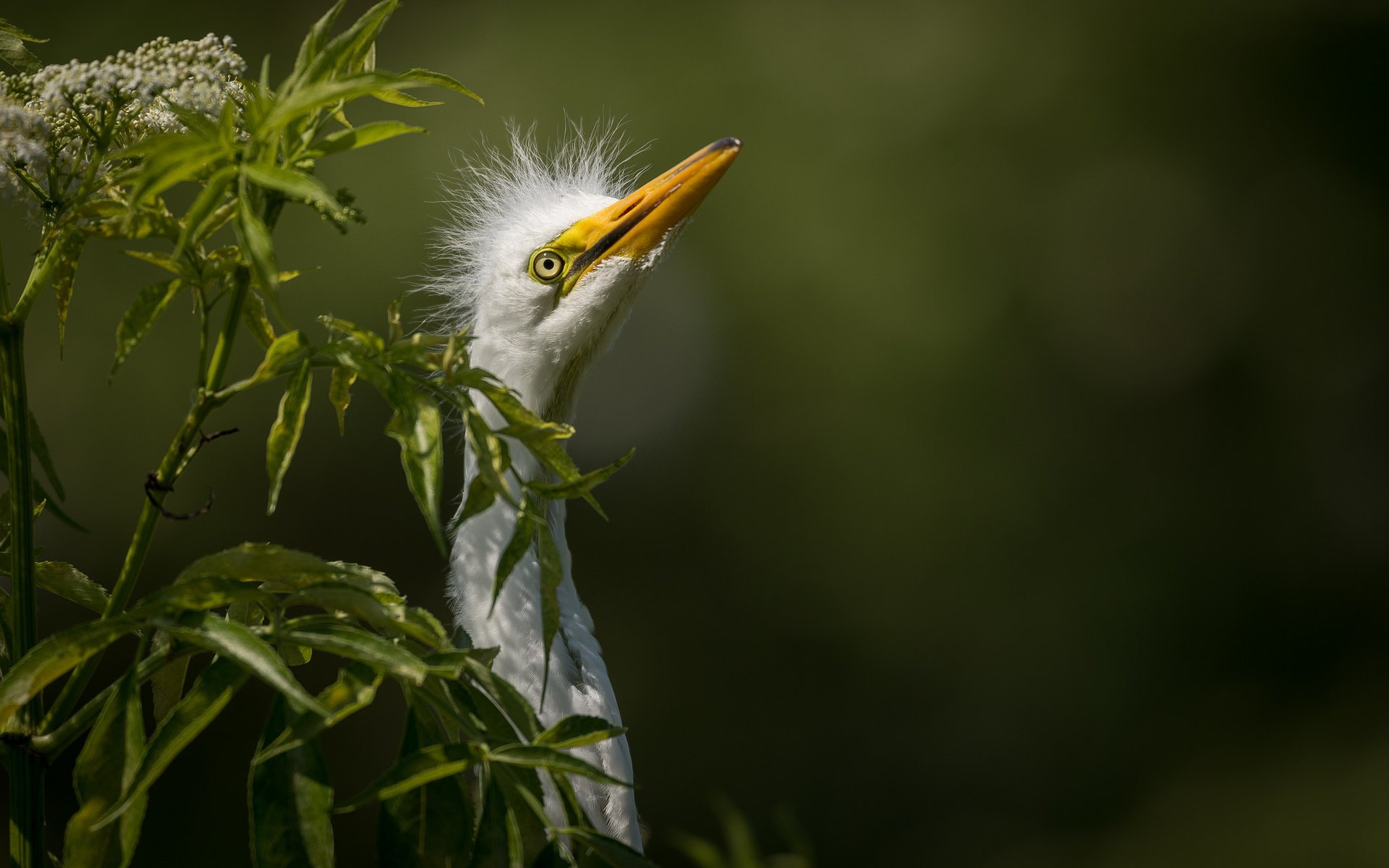 Обои природа, птица, белая, большая, цапля, great egret, nature, bird, white, large, heron разрешение 2048x1363 Загрузить