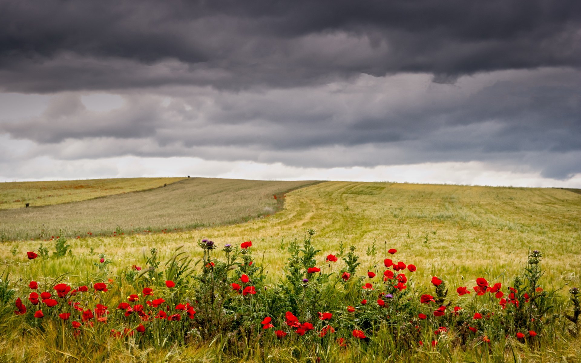 Обои небо, цветы, трава, тучи, поле, маки, колосья, пшеница, the sky, flowers, grass, clouds, field, maki, ears, wheat разрешение 4000x2465 Загрузить