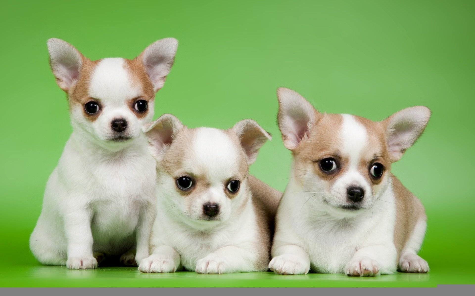 Обои щенки, трио, милые, чихуахуа, puppies, trio, cute, chihuahua разрешение 2400x1563 Загрузить