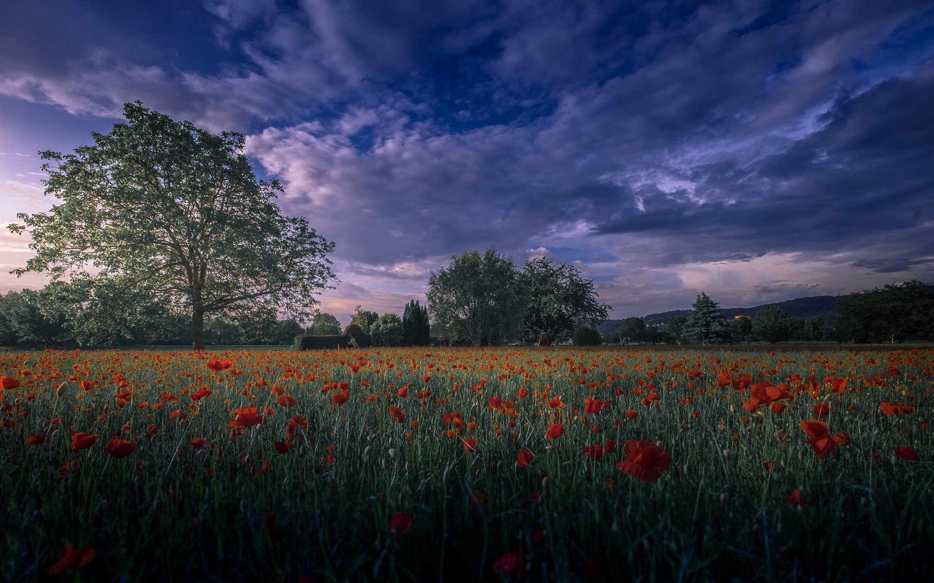 Обои вечер, поле, маки, the evening, field, maki разрешение 4825x2714 Загрузить