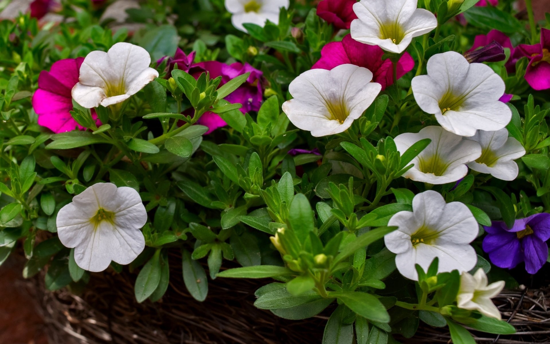 Обои цветы, макро, разноцветные, калибрахоа, flowers, macro, colorful, calibrachoa разрешение 1920x1394 Загрузить