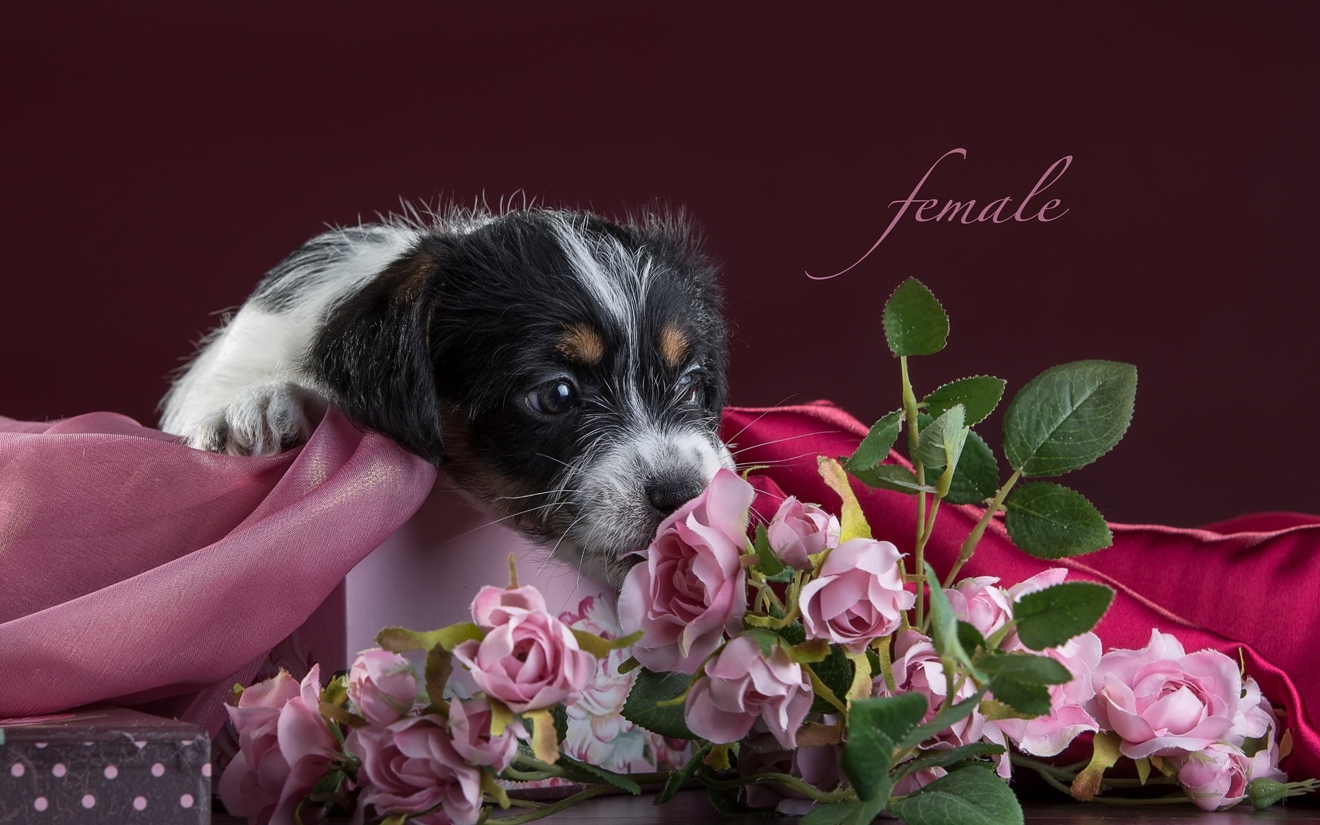 Обои цветы, розы, щенок, ткань, джек-рассел-терьер, flowers, roses, puppy, fabric, jack russell terrier разрешение 3300x2112 Загрузить