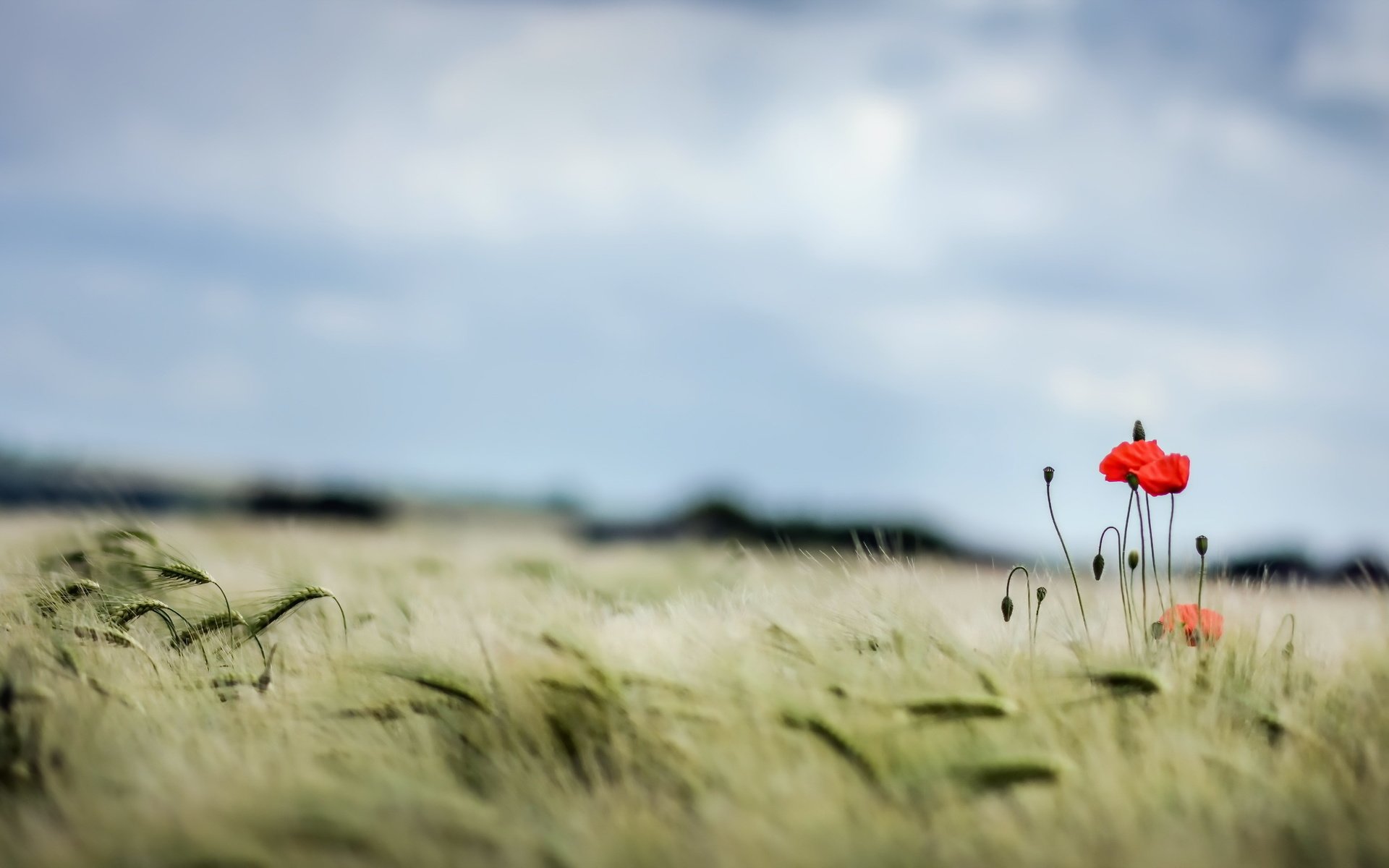 Обои небо, поле, лето, маки, колосья, пшеница, the sky, field, summer, maki, ears, wheat разрешение 2560x1440 Загрузить