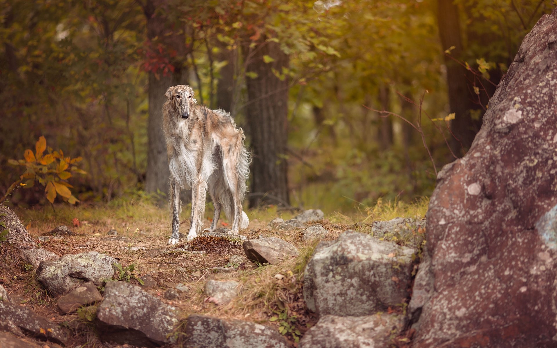 Обои взгляд, собака, друг, борзая, look, dog, each, greyhound разрешение 2048x1365 Загрузить