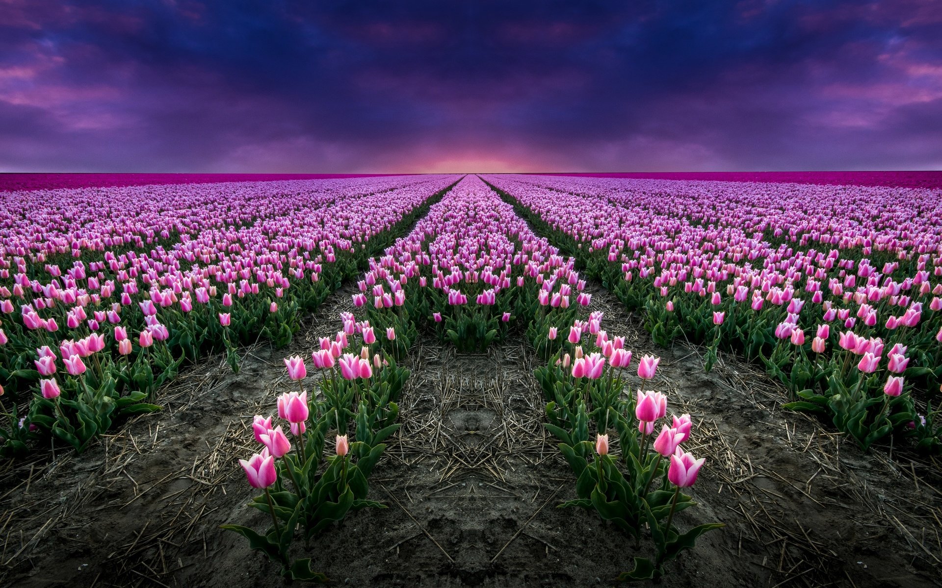 Обои цветы, поле, тюльпаны, розовые, flowers, field, tulips, pink разрешение 2880x1674 Загрузить