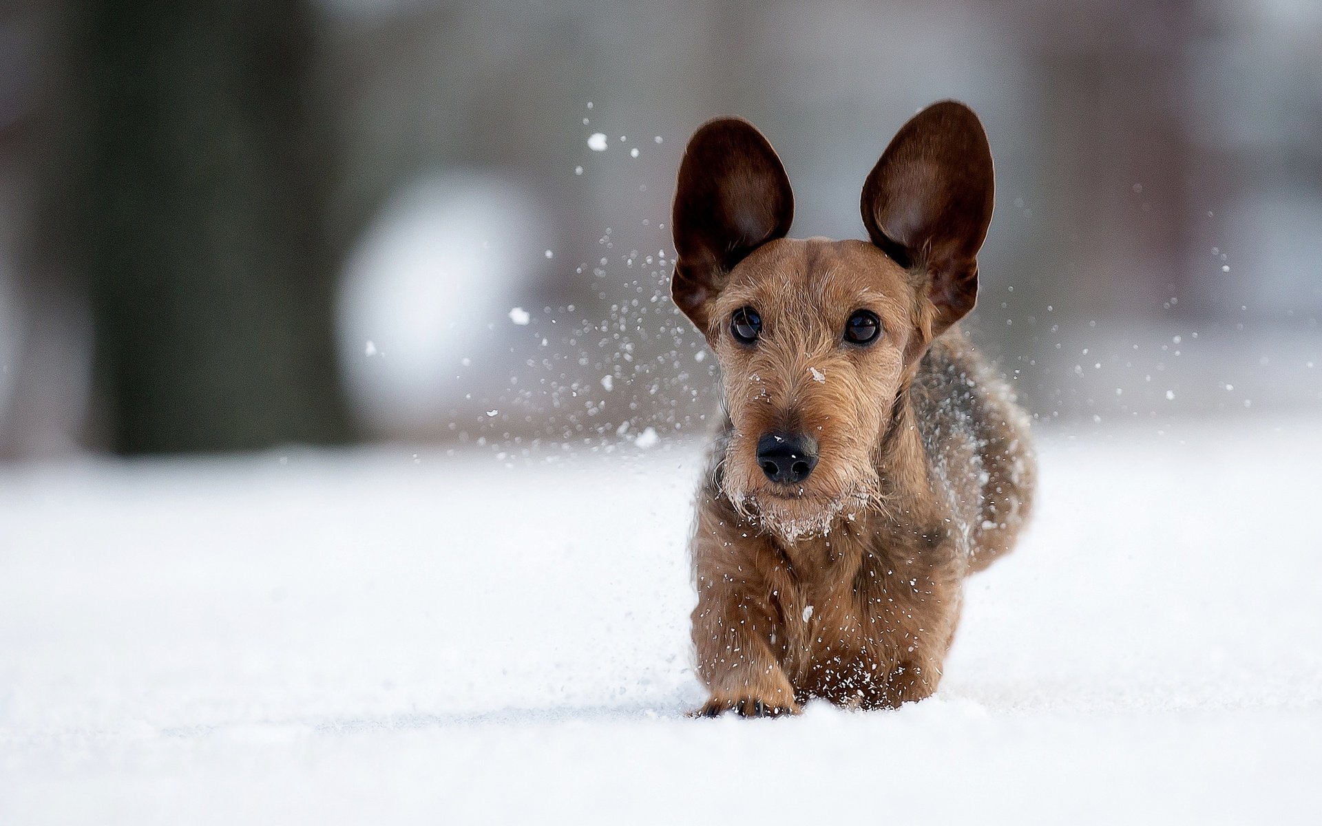 Обои снег, зима, мордочка, взгляд, собака, прогулка, уши, snow, winter, muzzle, look, dog, walk, ears разрешение 2048x1366 Загрузить