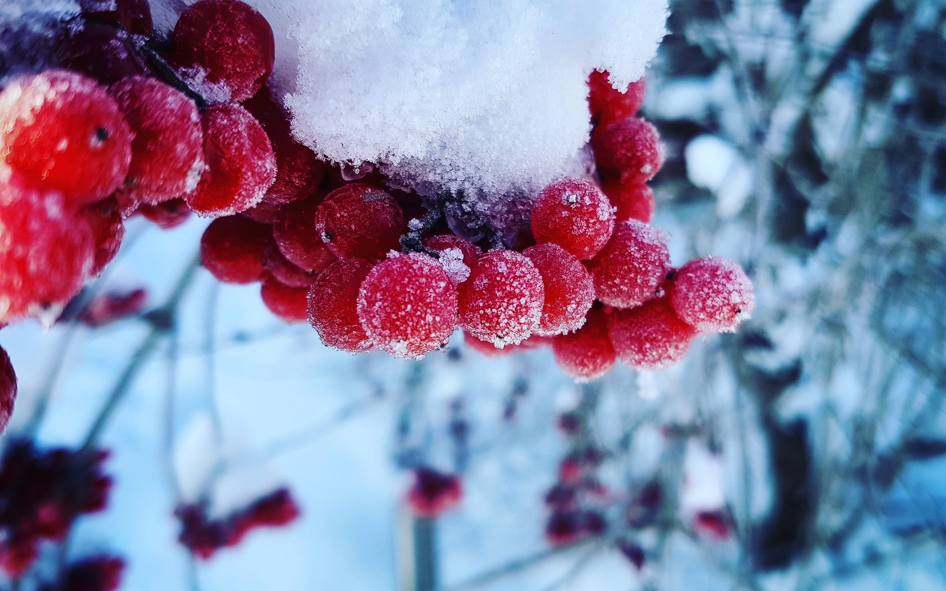 Обои снег, зима, макро, холод, ягоды, калина, snow, winter, macro, cold, berries, kalina разрешение 4032x3024 Загрузить