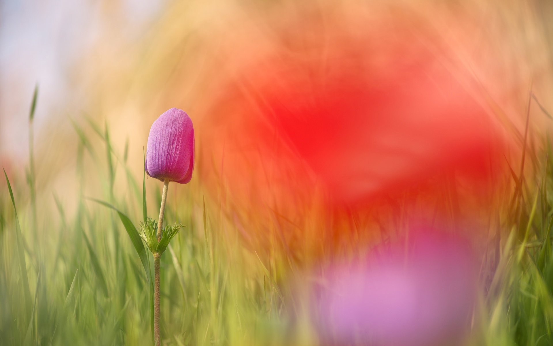 Обои цветы, трава, макро, цветок, боке, flowers, grass, macro, flower, bokeh разрешение 2500x1670 Загрузить