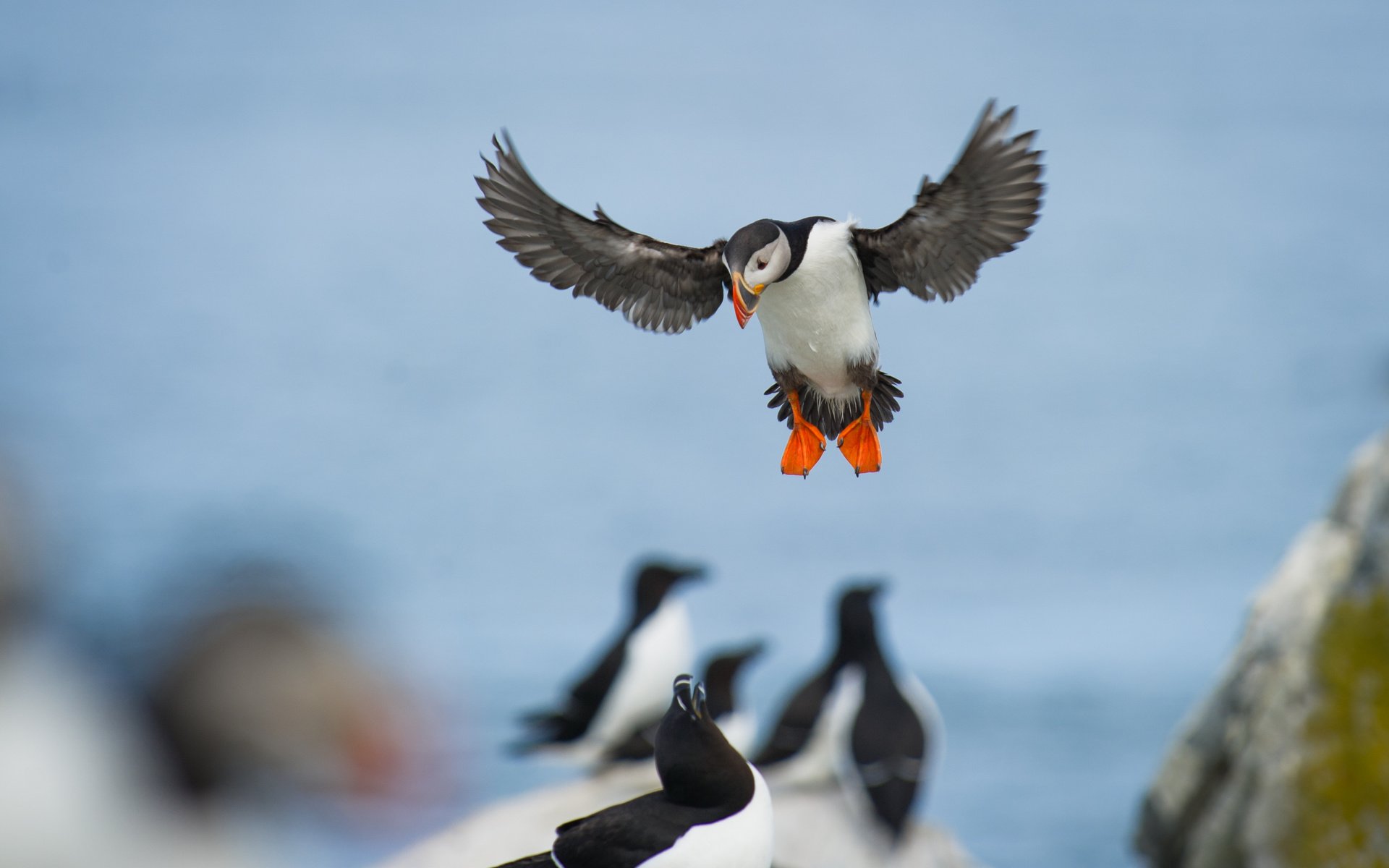 Обои полет, крылья, птицы, тупик, puffin, ray hennessy, гагарка, flight, wings, birds, stalled, razorbill разрешение 3012x2004 Загрузить