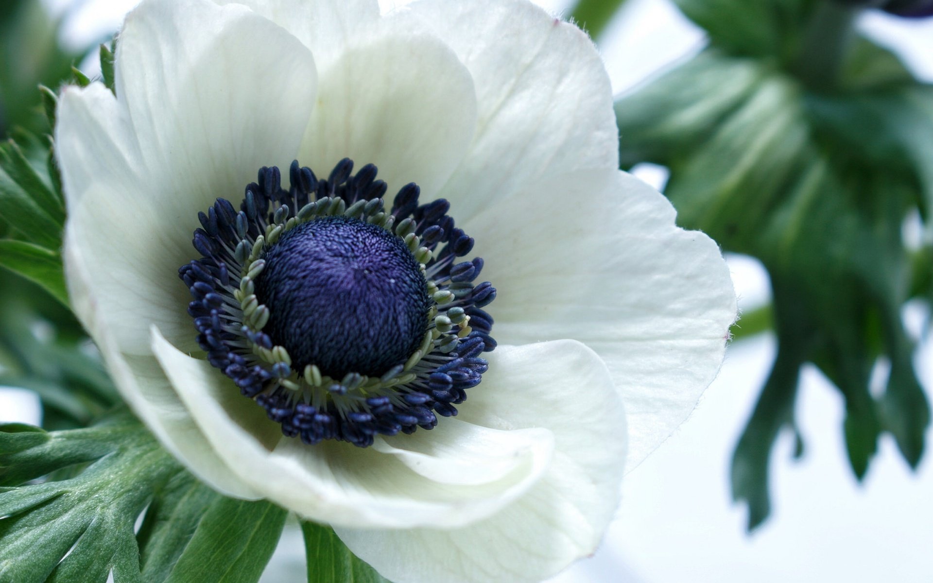 Обои макро, цветок, лепестки, белый, анемон, macro, flower, petals, white, anemone разрешение 2048x1365 Загрузить