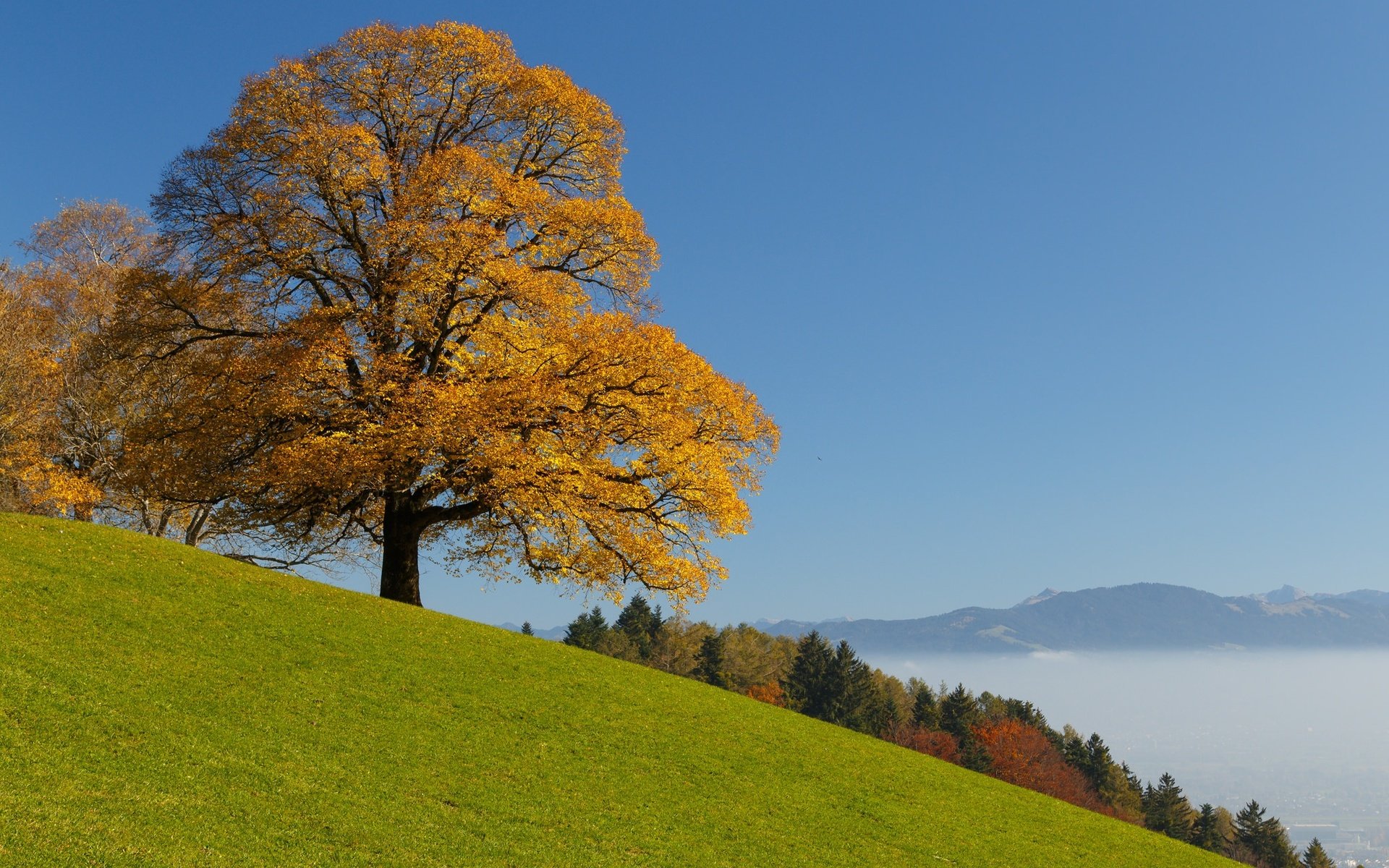 Обои небо, облака, дерево, лес, осень, швейцария, the sky, clouds, tree, forest, autumn, switzerland разрешение 2048x1365 Загрузить