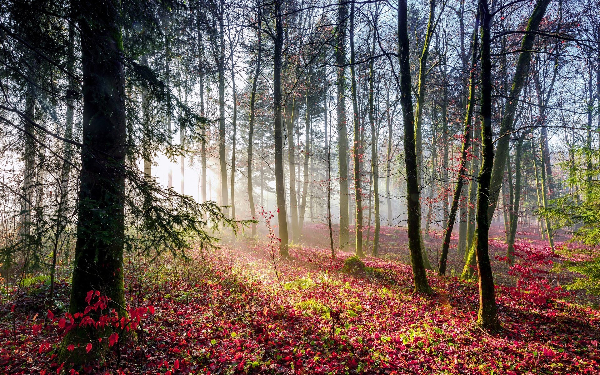 Обои свет, деревья, лес, листья, лучи, осен, light, trees, forest, leaves, rays, autumn разрешение 2048x1363 Загрузить