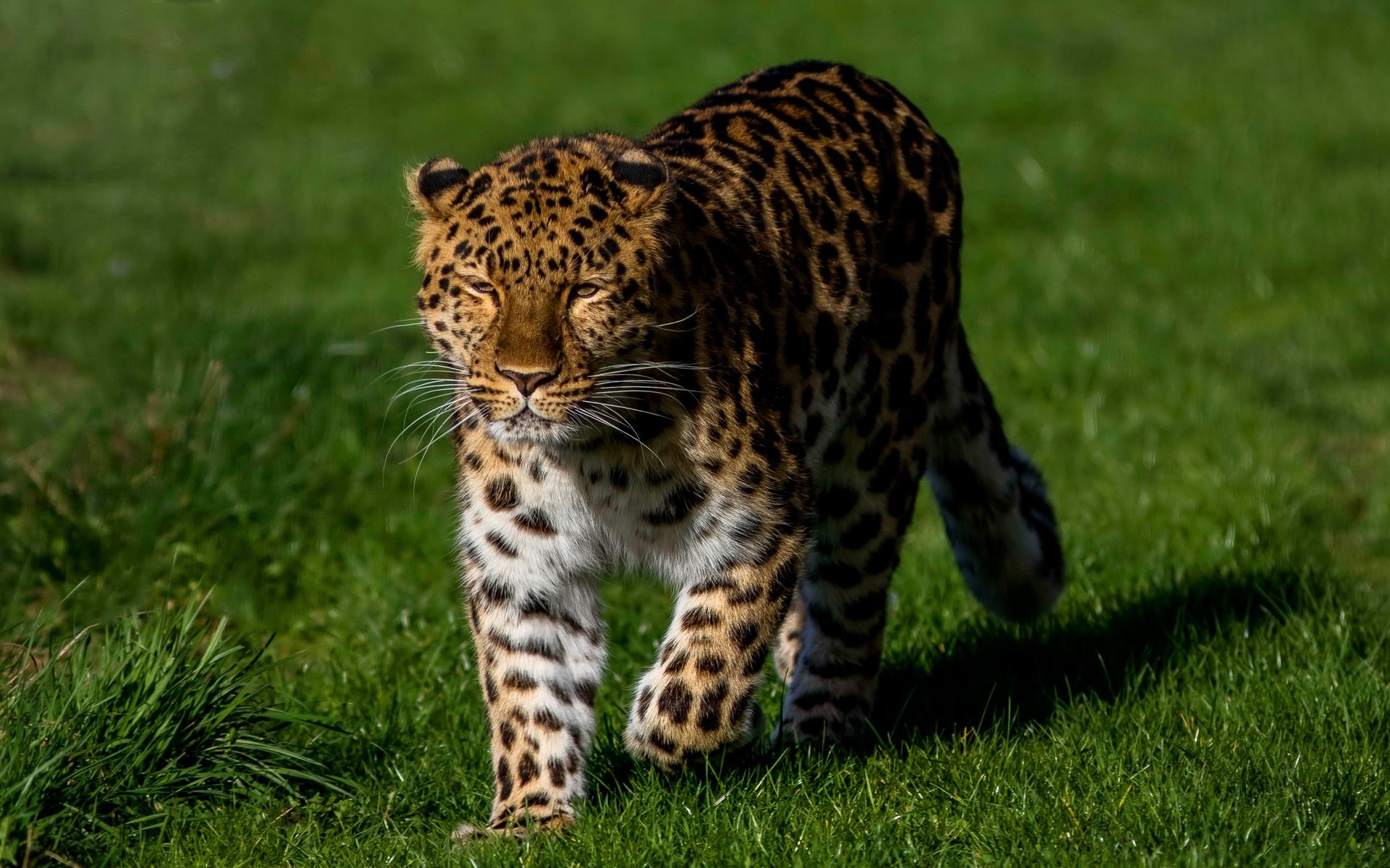 Обои трава, солнце, зелень, леопард, хищник, grass, the sun, greens, leopard, predator разрешение 3050x1800 Загрузить
