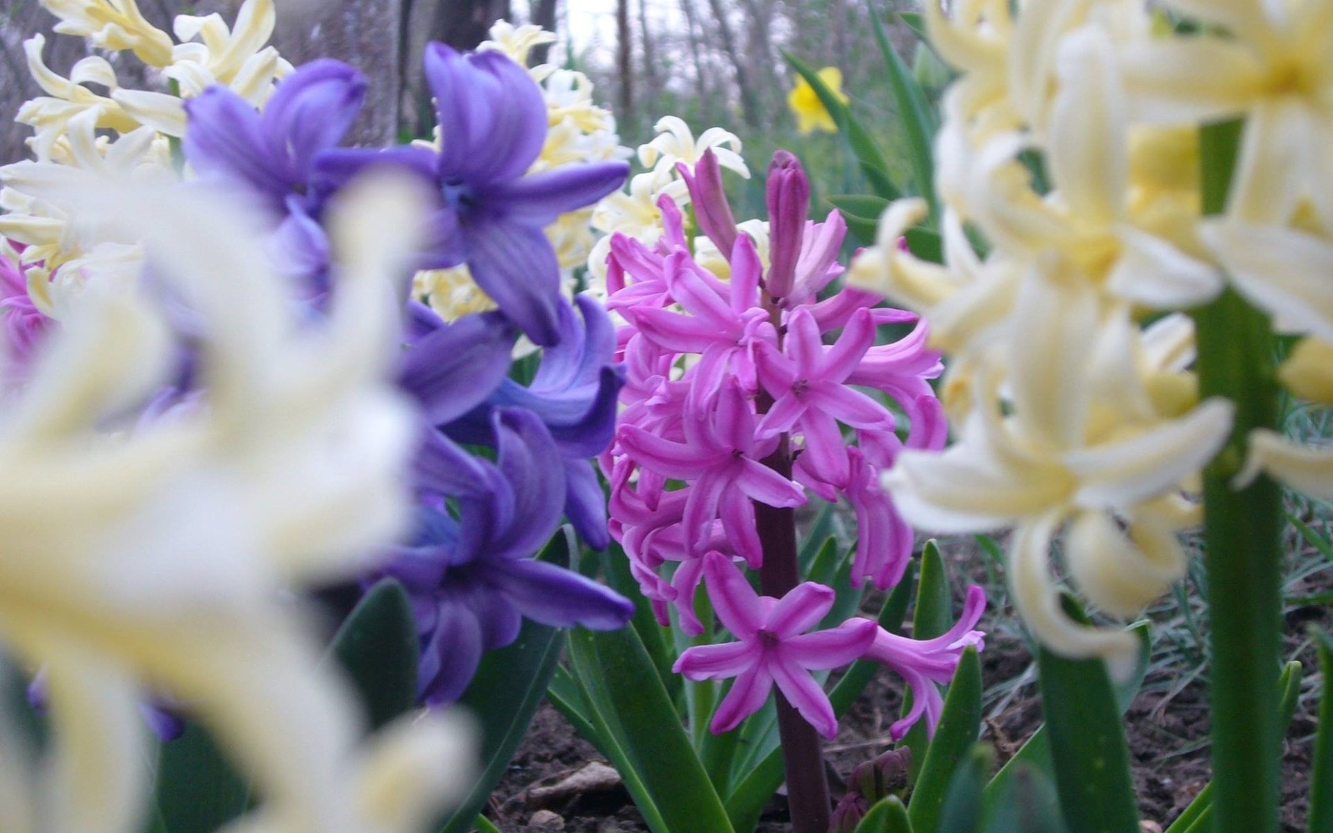 Обои цветы, весна, гиацинт, flowers, spring, hyacinth разрешение 2048x1536 Загрузить