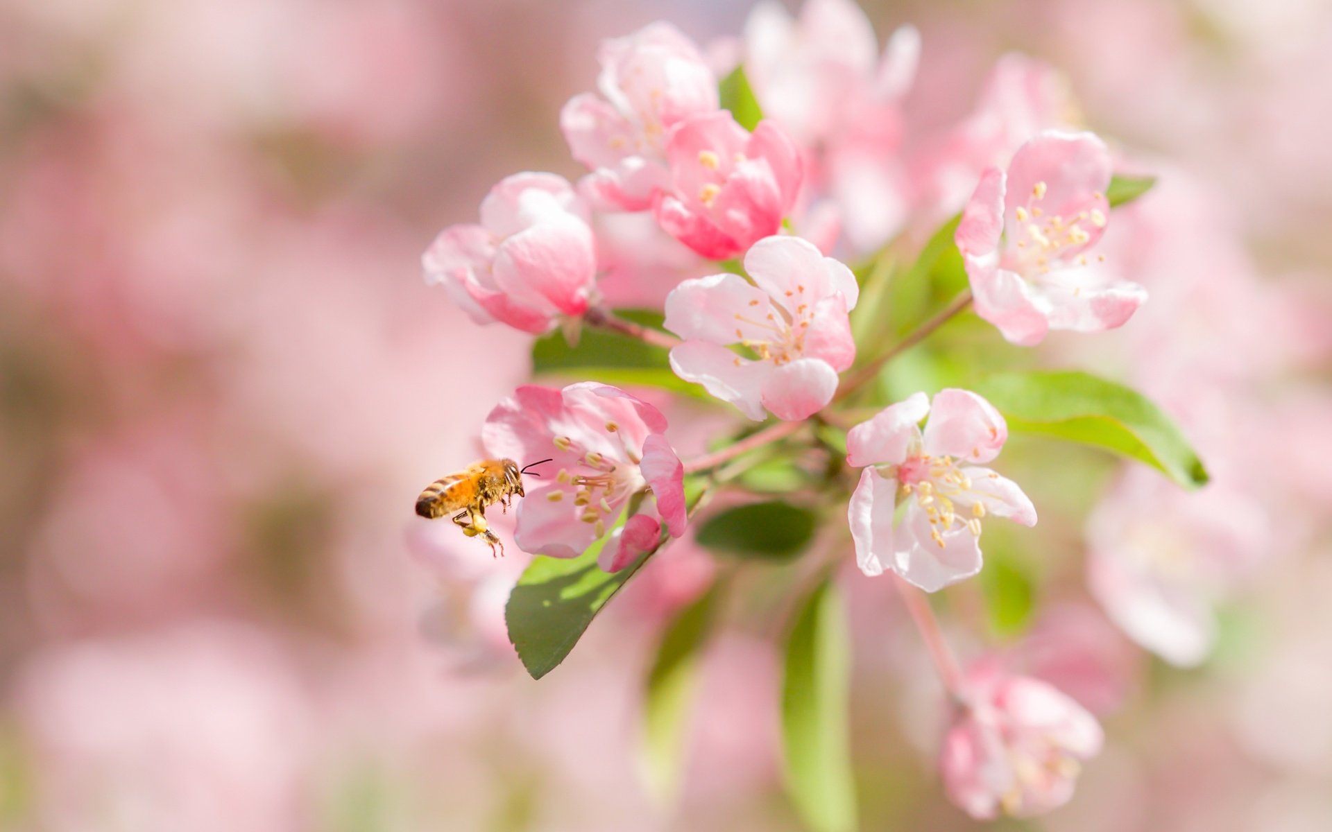 Обои цветение, макро, насекомое, вишня, пчела, цветки, боке, flowering, macro, insect, cherry, bee, flowers, bokeh разрешение 2400x1600 Загрузить