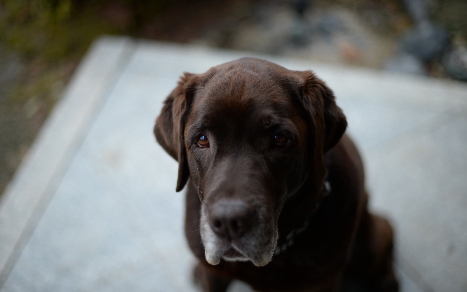 Обои глаза, морда, взгляд, собака, лабрадор, ретривер, eyes, face, look, dog, labrador, retriever разрешение 3840x2556 Загрузить