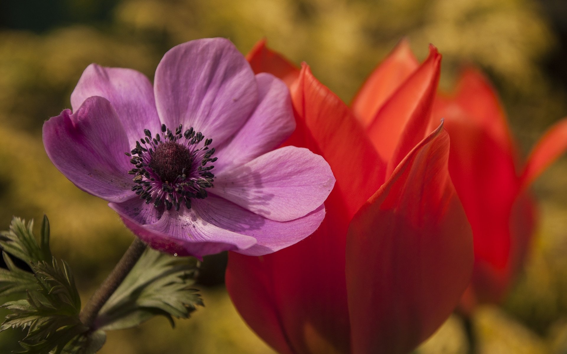 Обои цветы, макро, лепестки, тюльпан, анемона, flowers, macro, petals, tulip, anemone разрешение 2144x1424 Загрузить