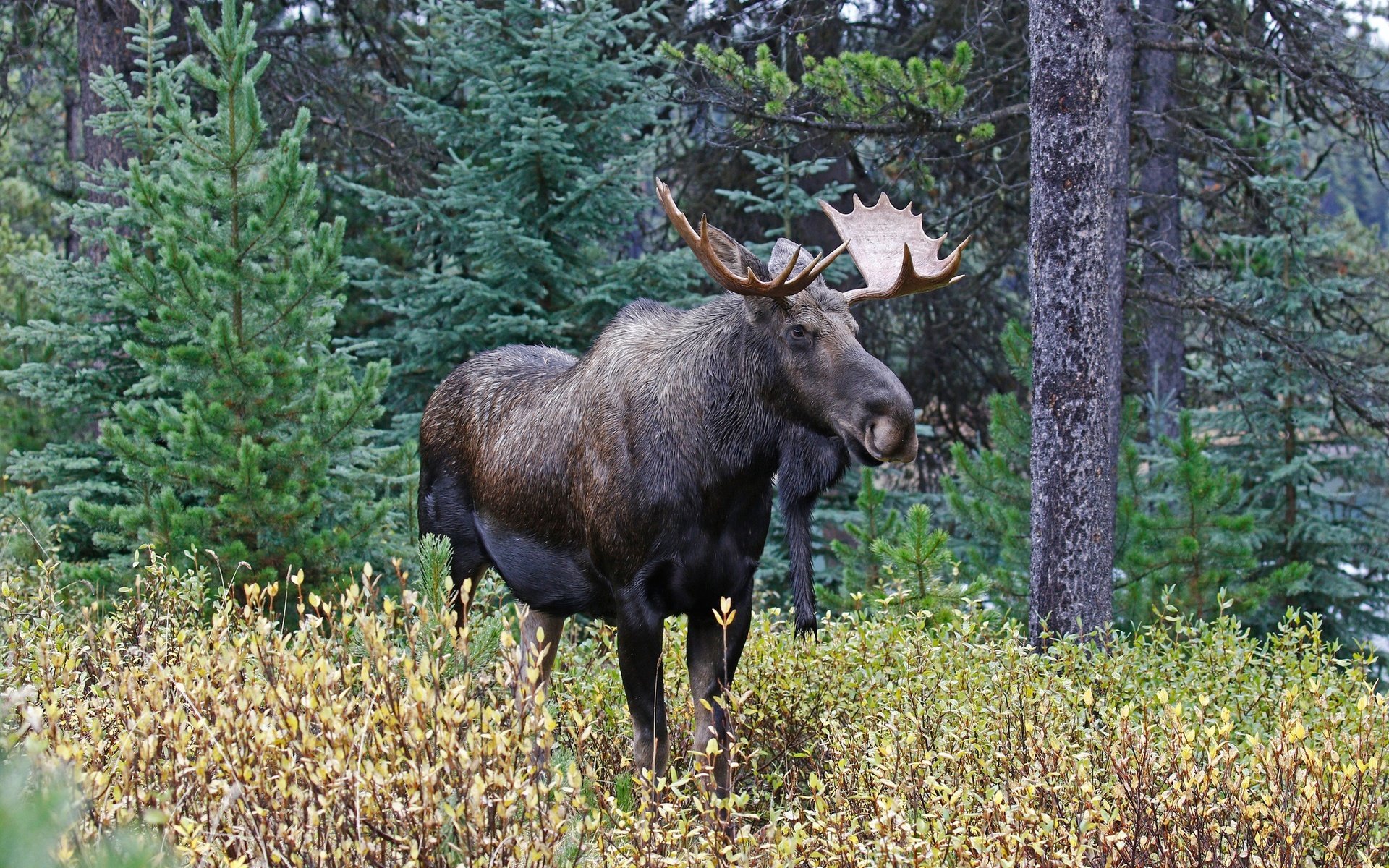 Обои деревья, природа, лес, рога, лось, trees, nature, forest, horns, moose разрешение 2048x1365 Загрузить