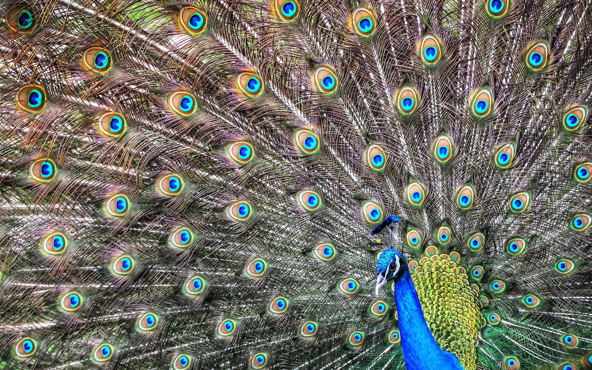 Обои птица, павлин, перья, хвост, bird, peacock, feathers, tail разрешение 3216x2136 Загрузить
