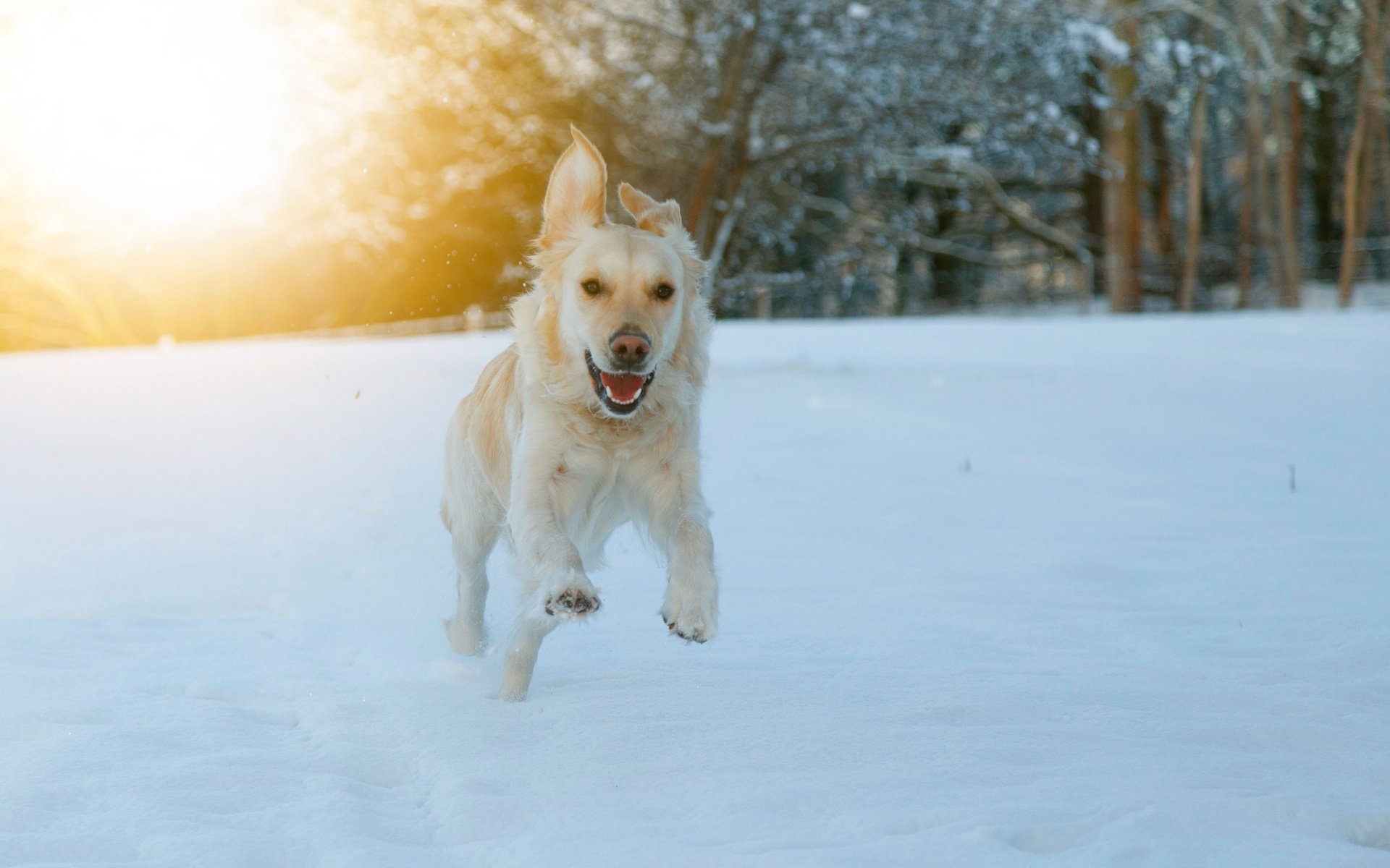 Обои глаза, морда, снег, зима, взгляд, собака, бег, eyes, face, snow, winter, look, dog, running разрешение 3840x2560 Загрузить