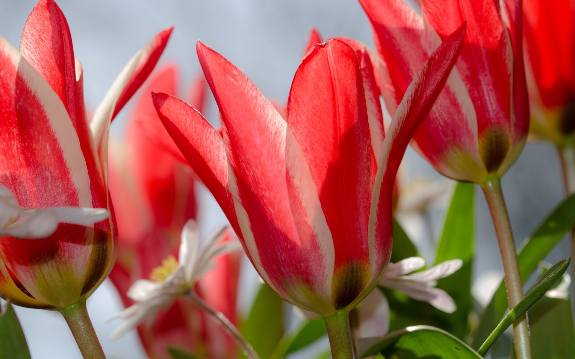 Обои цветы, макро, лепестки, весна, тюльпаны, flowers, macro, petals, spring, tulips разрешение 3840x2481 Загрузить