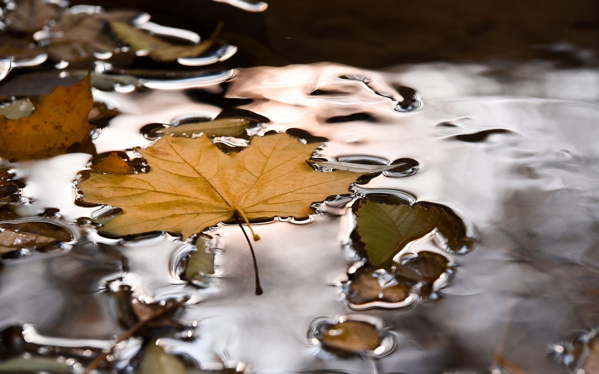 Обои вода, природа, осень, лист, кленовый лист, лужа, water, nature, autumn, sheet, maple leaf, puddle разрешение 2048x1367 Загрузить