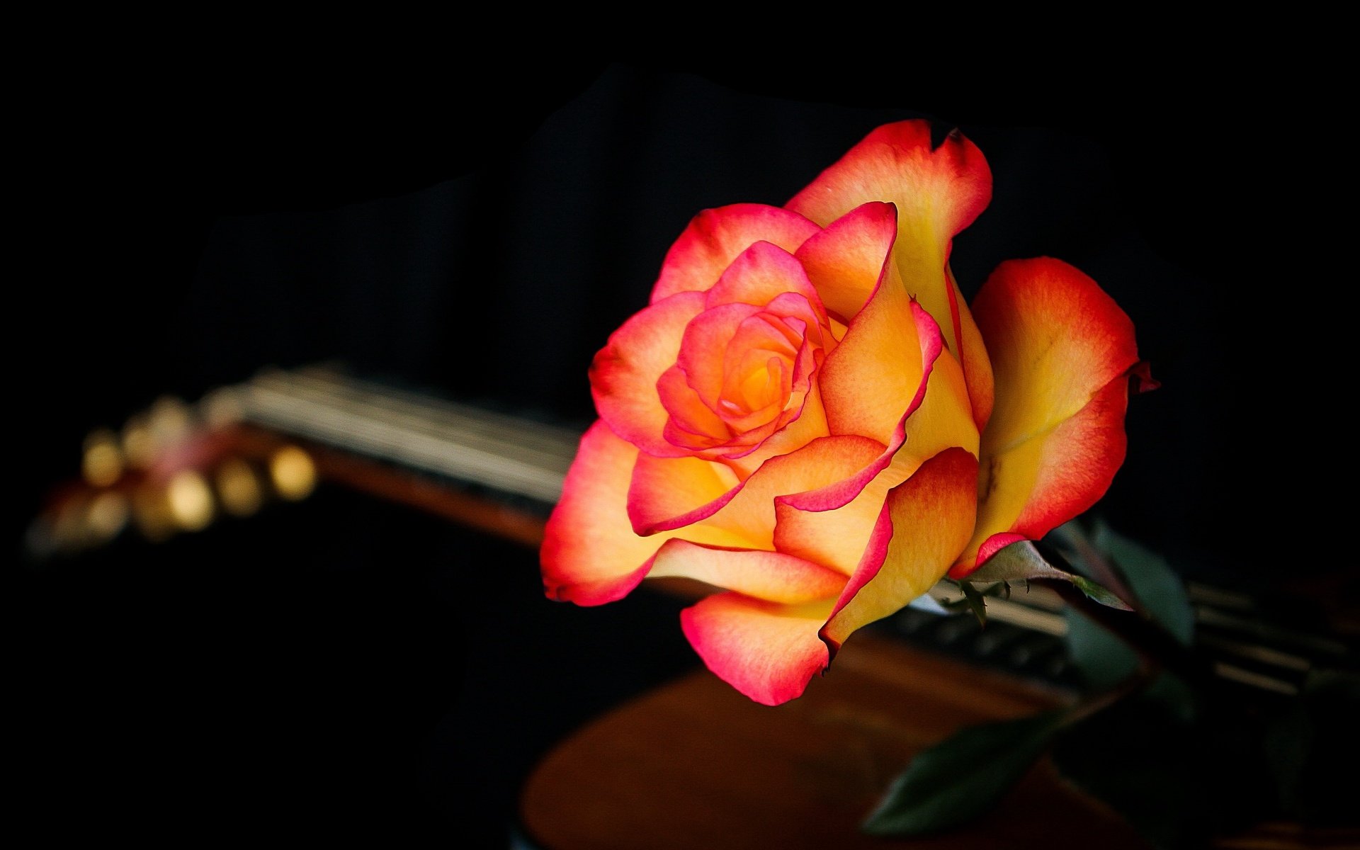 Обои макро, фон, цветок, гитара, роза, лепестки, черный фон, macro, background, flower, guitar, rose, petals, black background разрешение 2560x1595 Загрузить