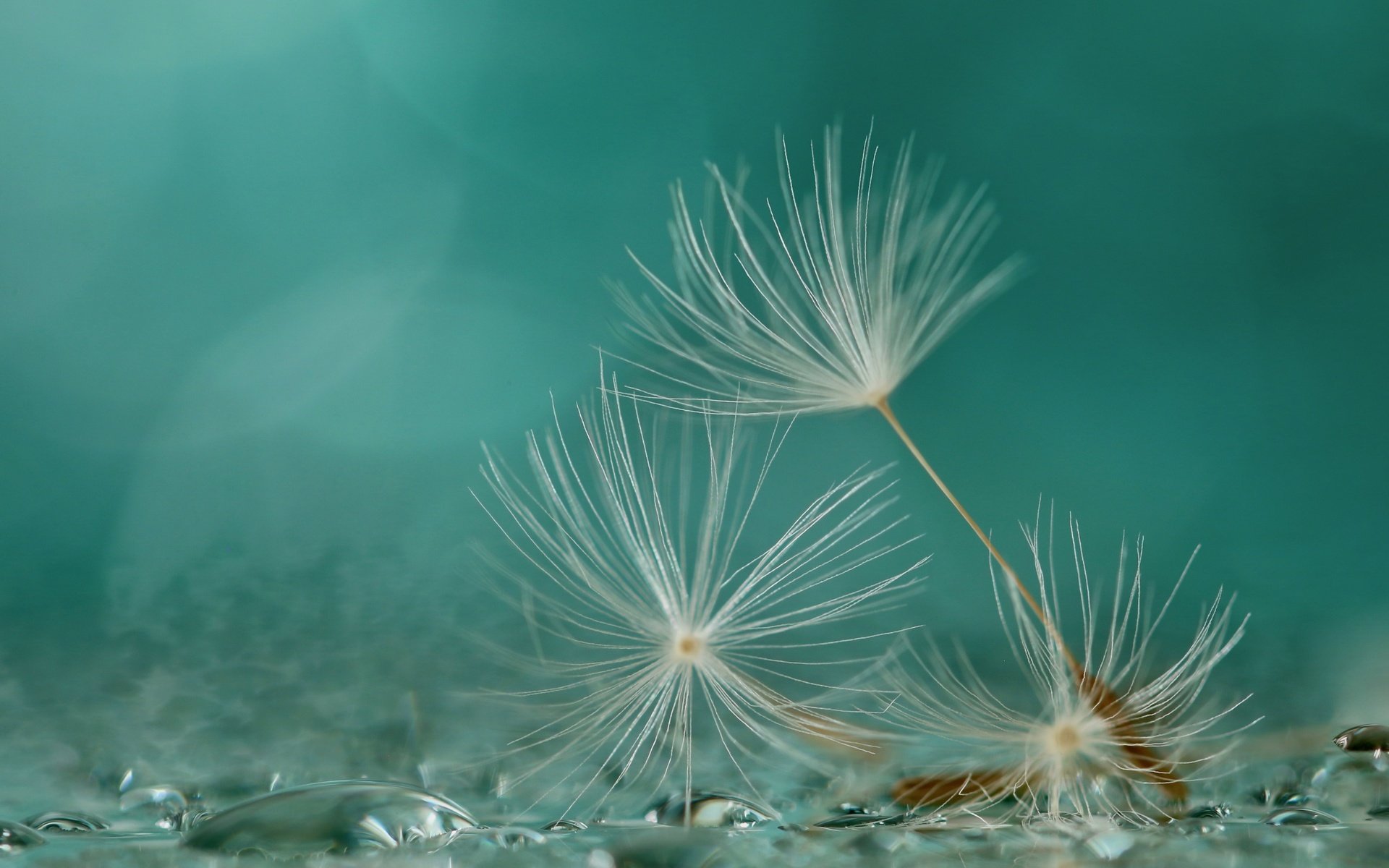 Обои макро, фон, капли, одуванчик, семена, пушинки, былинки, macro, background, drops, dandelion, seeds, fuzzes, blade разрешение 2560x1667 Загрузить