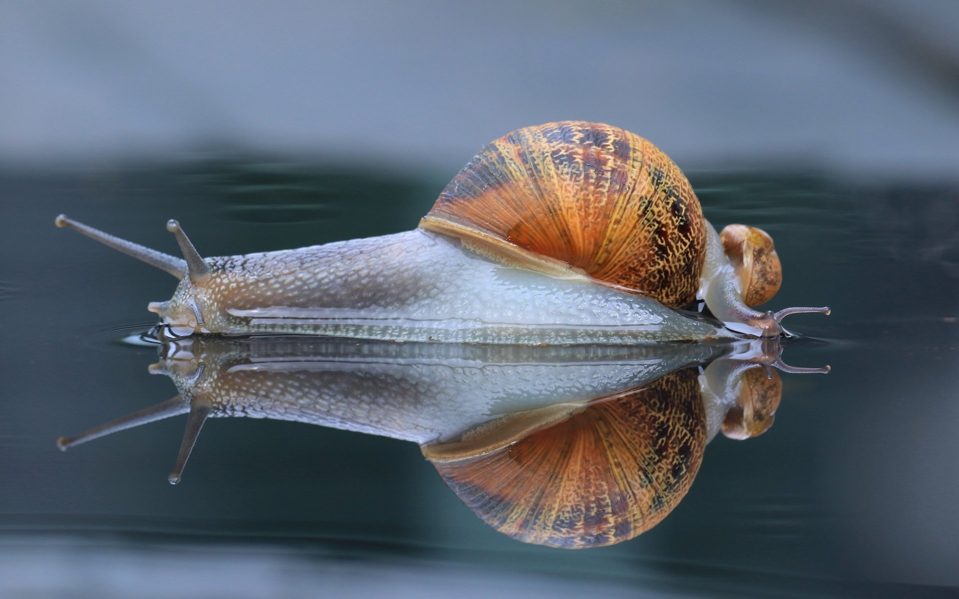 Обои макро, отражение, панцирь, улитка, рожки, macro, reflection, shell, snail, horns разрешение 3000x2000 Загрузить