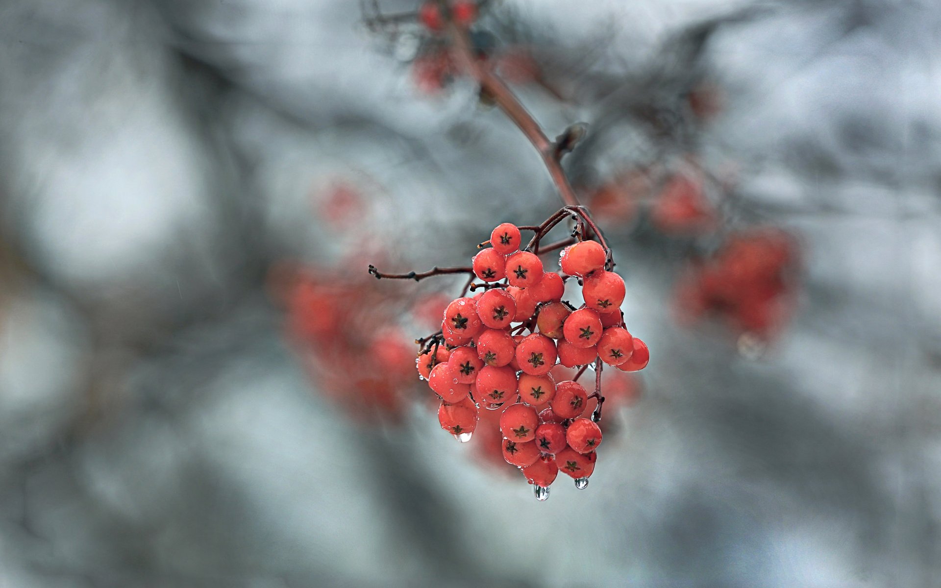 Обои ветка, природа, макро, фон, капли, ягоды, рябина, branch, nature, macro, background, drops, berries, rowan разрешение 1920x1240 Загрузить