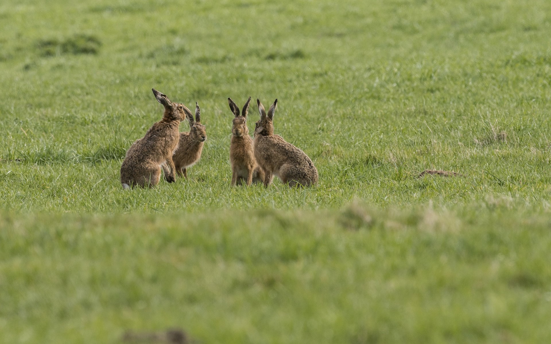 Обои трава, природа, фон, группа, животные, зайцы, grass, nature, background, group, animals, rabbits разрешение 4668x2740 Загрузить