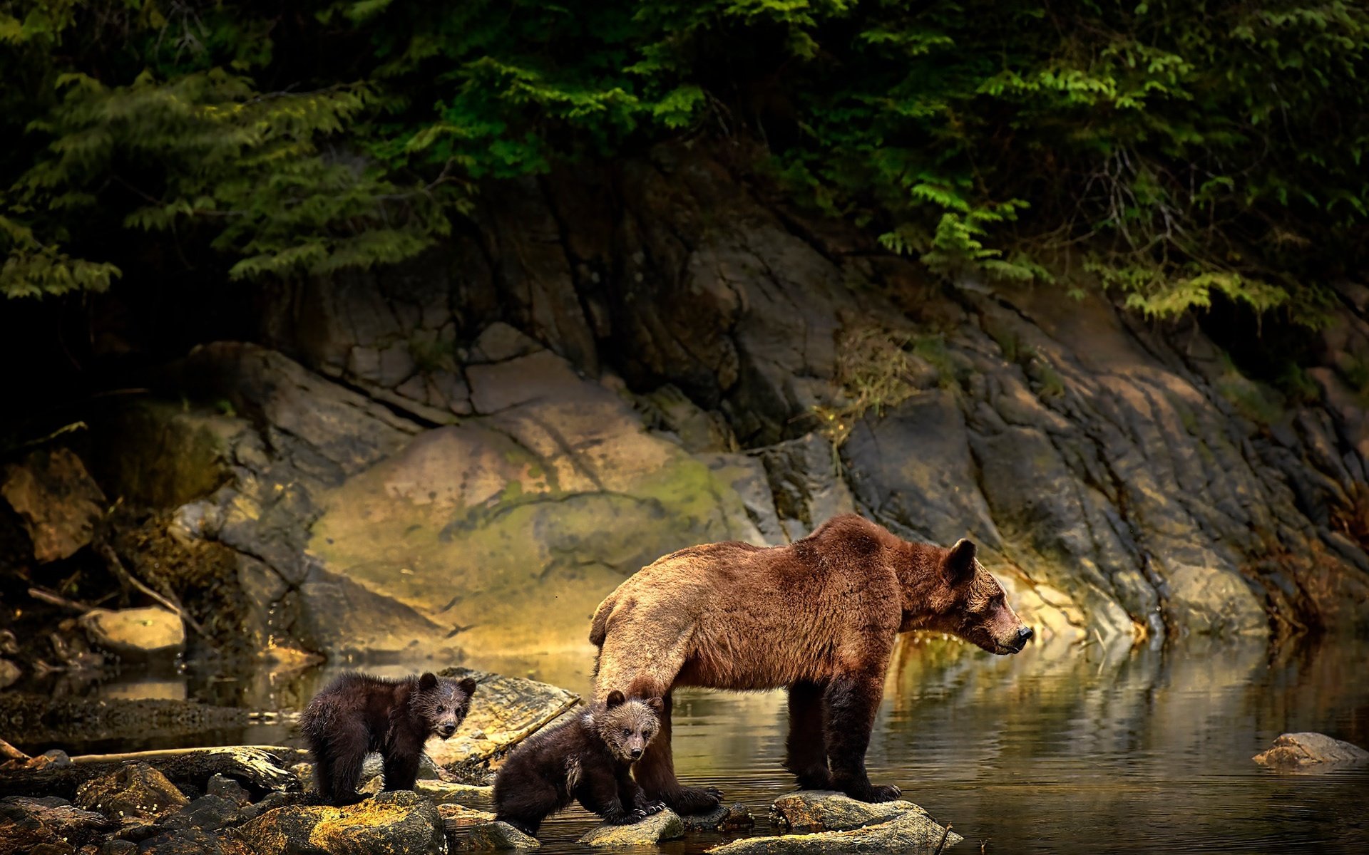 Обои вода, медвежата, природа, камни, животные, ветки, медведи, детеныши, медведица, water, nature, stones, animals, branches, bears, cubs, bear разрешение 2048x1367 Загрузить