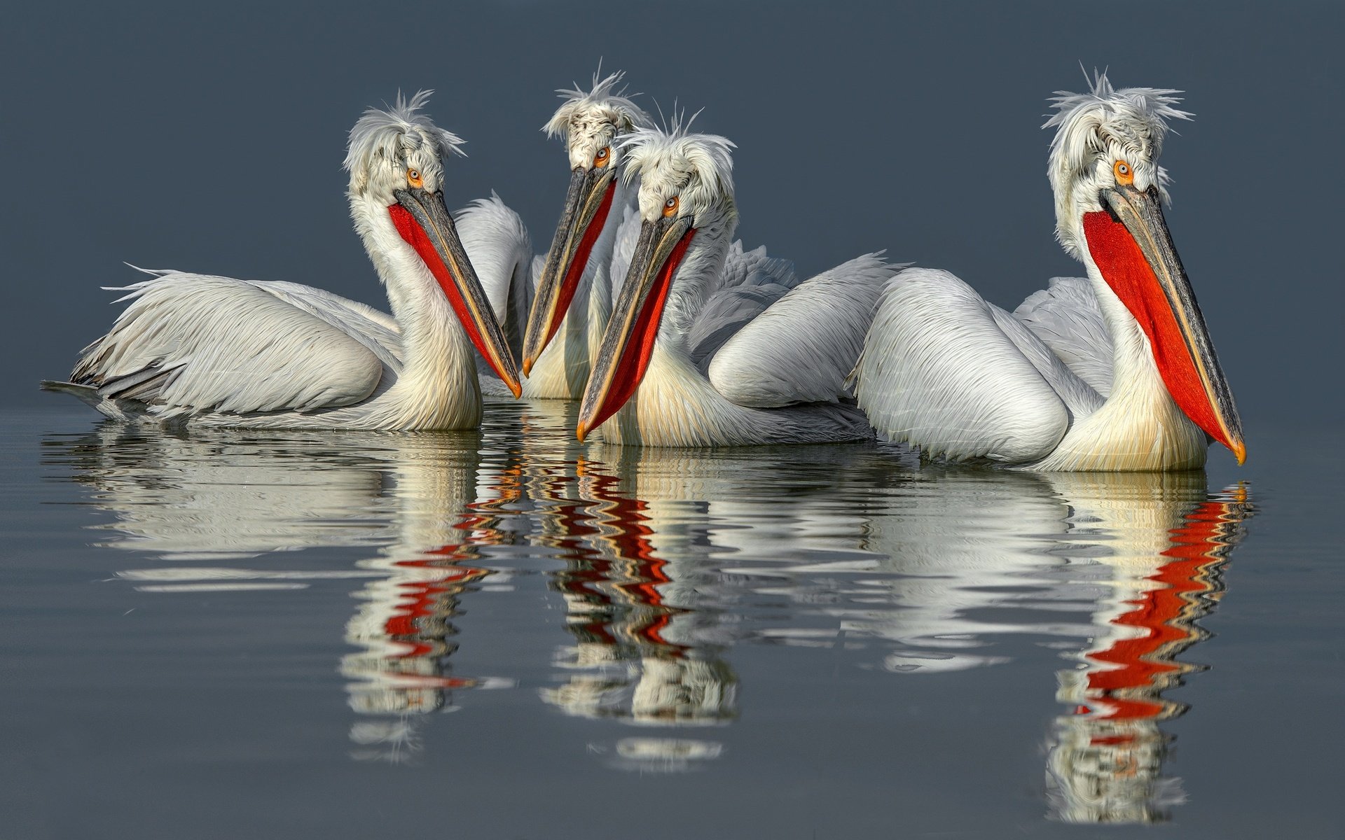 Обои вода, отражение, птицы, клюв, перья, пеликан, пеликаны, water, reflection, birds, beak, feathers, pelican, pelicans разрешение 2499x1575 Загрузить