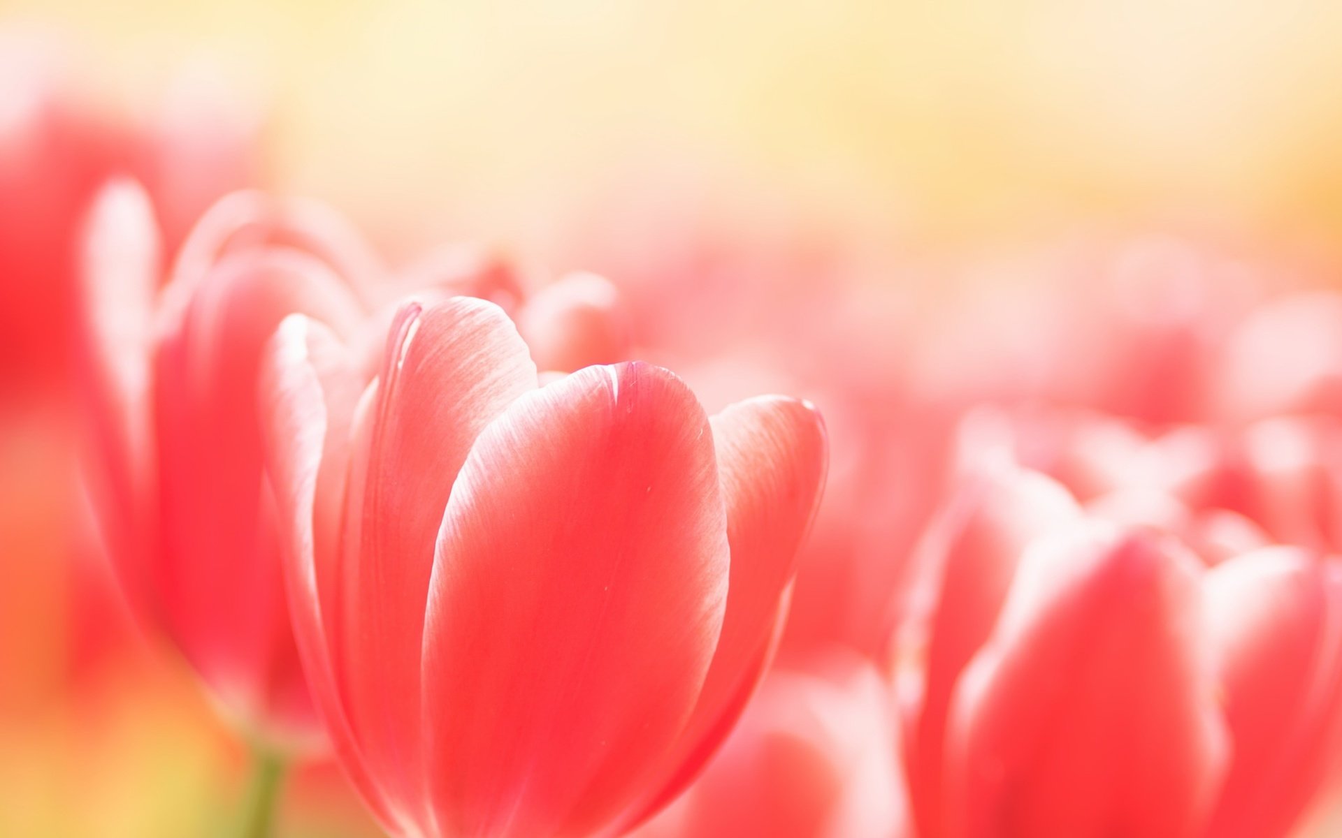 Обои цветы, бутоны, весна, тюльпаны, flowers, buds, spring, tulips разрешение 2048x1362 Загрузить