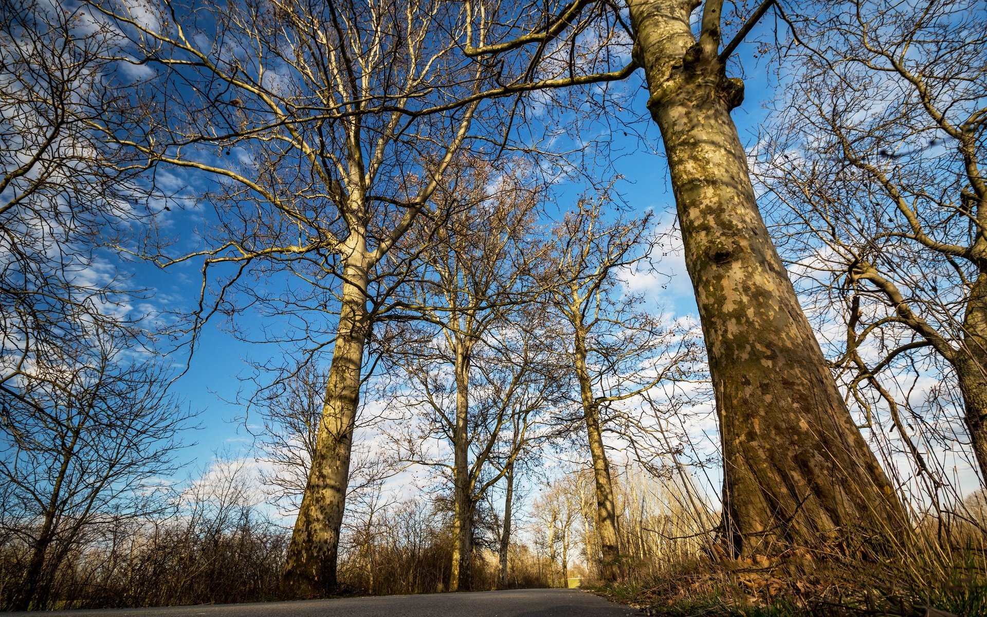 Обои небо, дорога, облака, деревья, стволы, the sky, road, clouds, trees, trunks разрешение 2048x1365 Загрузить