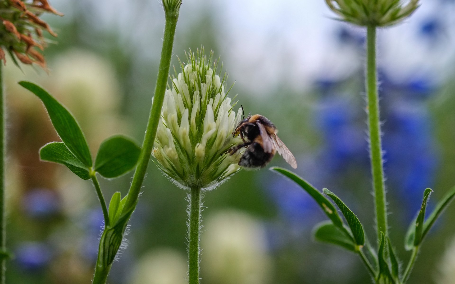 Обои цветы, клевер, насекомое, пчела, jazzmatica, flowers, clover, insect, bee разрешение 4896x2760 Загрузить