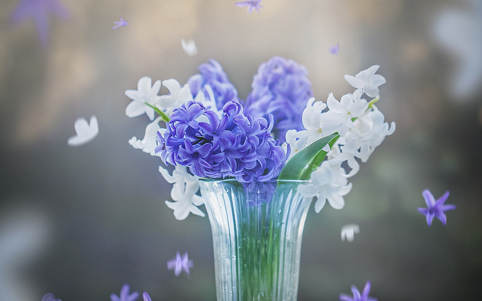 Обои цветы, весна, белые, синие, стакан, гиацинты, flowers, spring, white, blue, glass, hyacinths разрешение 2400x1955 Загрузить