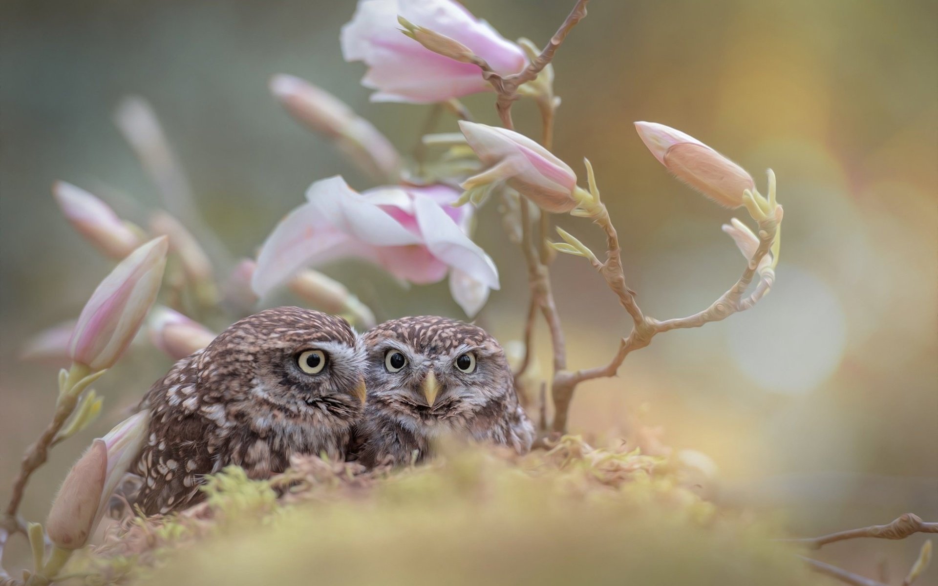 Обои цветы, бутоны, ветки, птицы, совы, tanja brandt, flowers, buds, branches, birds, owls разрешение 2048x1363 Загрузить