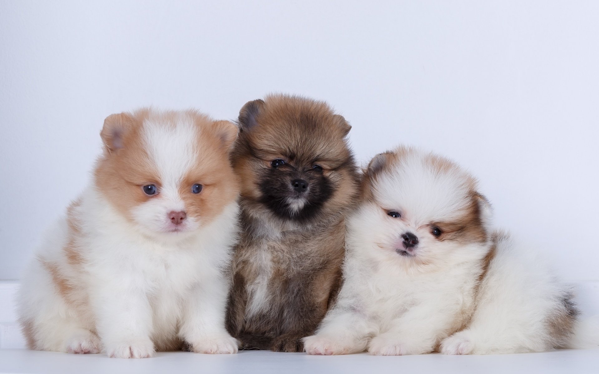 Обои щенки, собаки, шпиц, шпицы, puppies, dogs, spitz разрешение 2880x1800 Загрузить