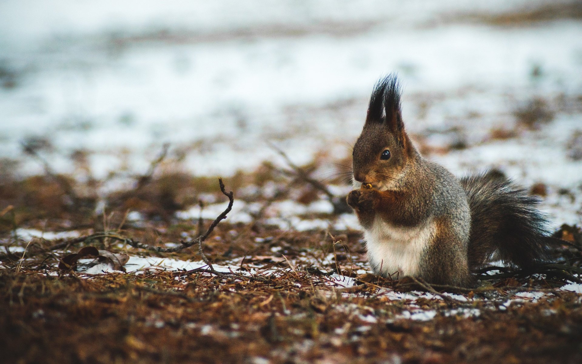 Обои природа, лес, орехи, зима, белка, боке, белочка, nature, forest, nuts, winter, protein, bokeh, squirrel разрешение 2560x1702 Загрузить