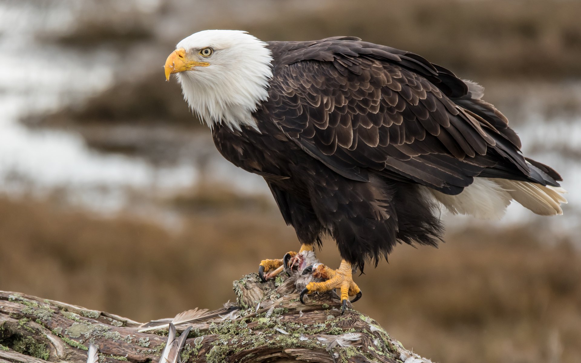 Обои орел, птица, клюв, перья, орлан, белоголовый орлан, eagle, bird, beak, feathers, orlan, bald eagle разрешение 3840x2400 Загрузить