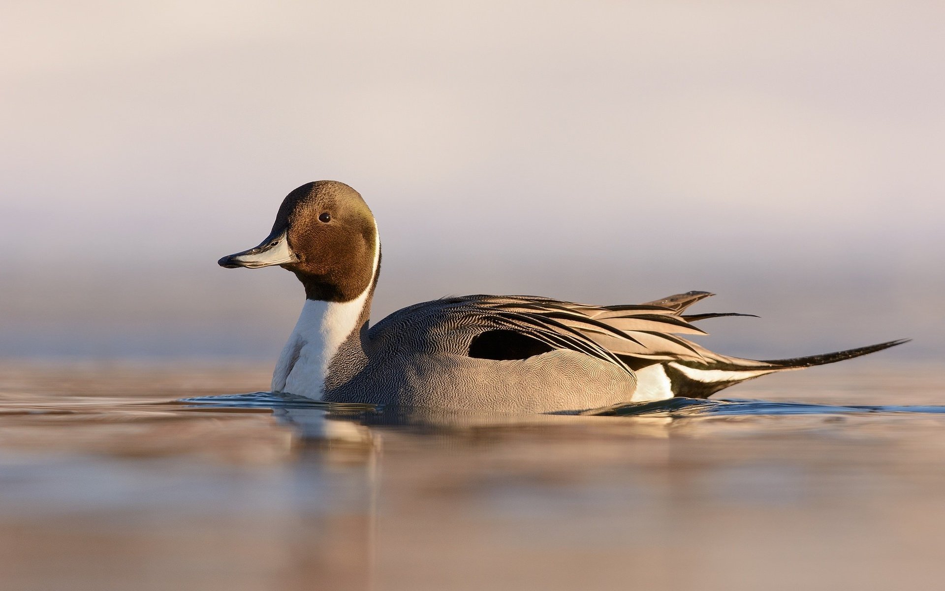 Обои озеро, природа, птица, клюв, перья, рябь, утка, шилохвость, lake, nature, bird, beak, feathers, ruffle, duck, pintail разрешение 2048x1324 Загрузить