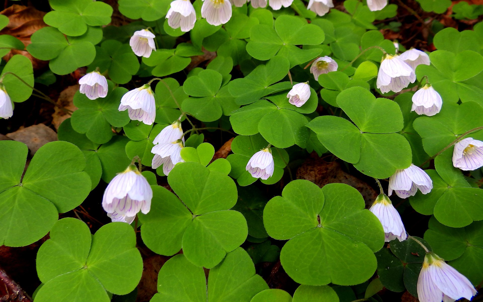 Обои цветы, листья, лепестки, кислица, заячья капуста, flowers, leaves, petals, oxalis, hare cabbage разрешение 2560x1600 Загрузить