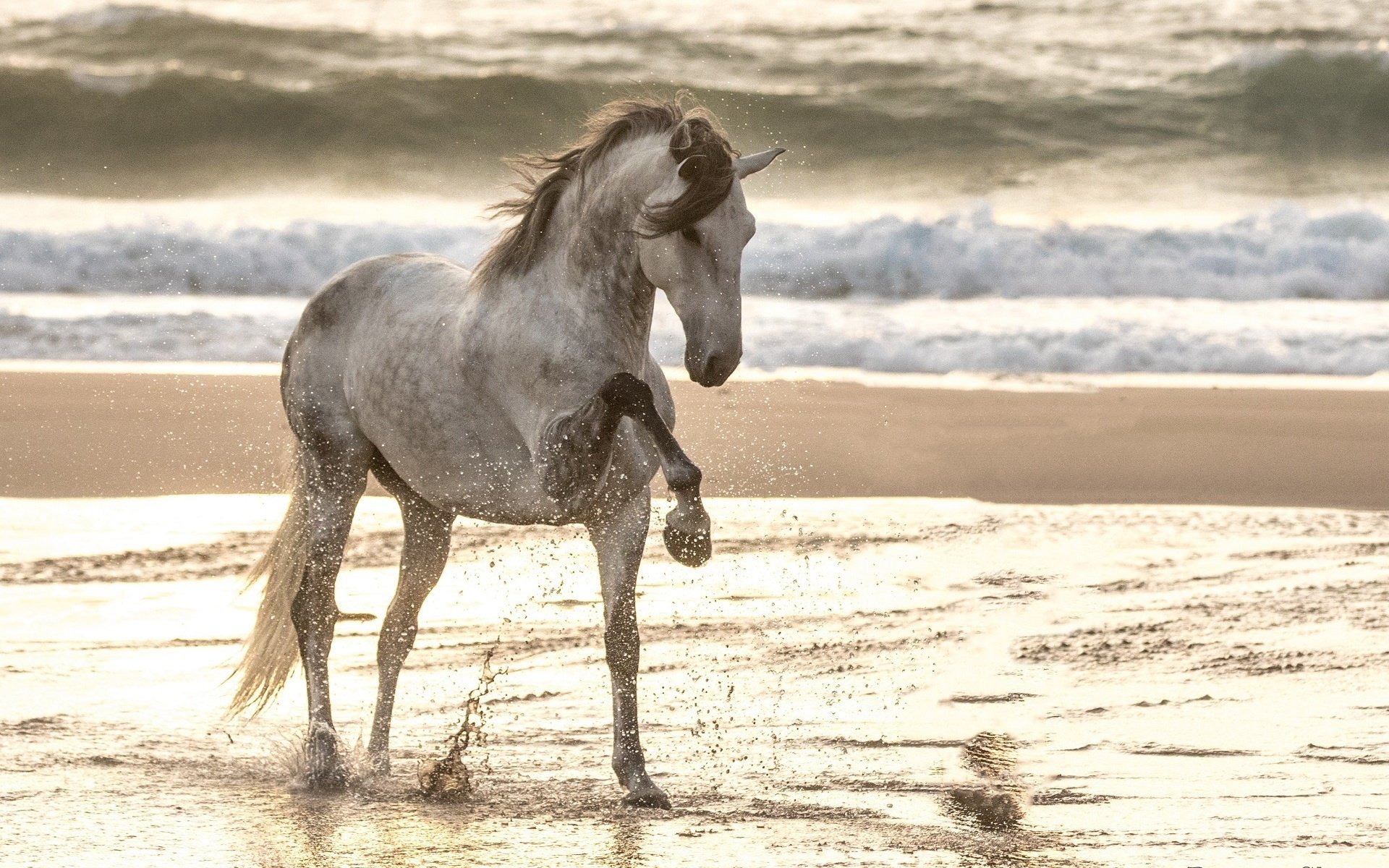 Обои лошадь, море, песок, пляж, конь, грива, копыта, конь . жеребец, horse, sea, sand, beach, mane, hooves, horse . stallion разрешение 1920x1333 Загрузить