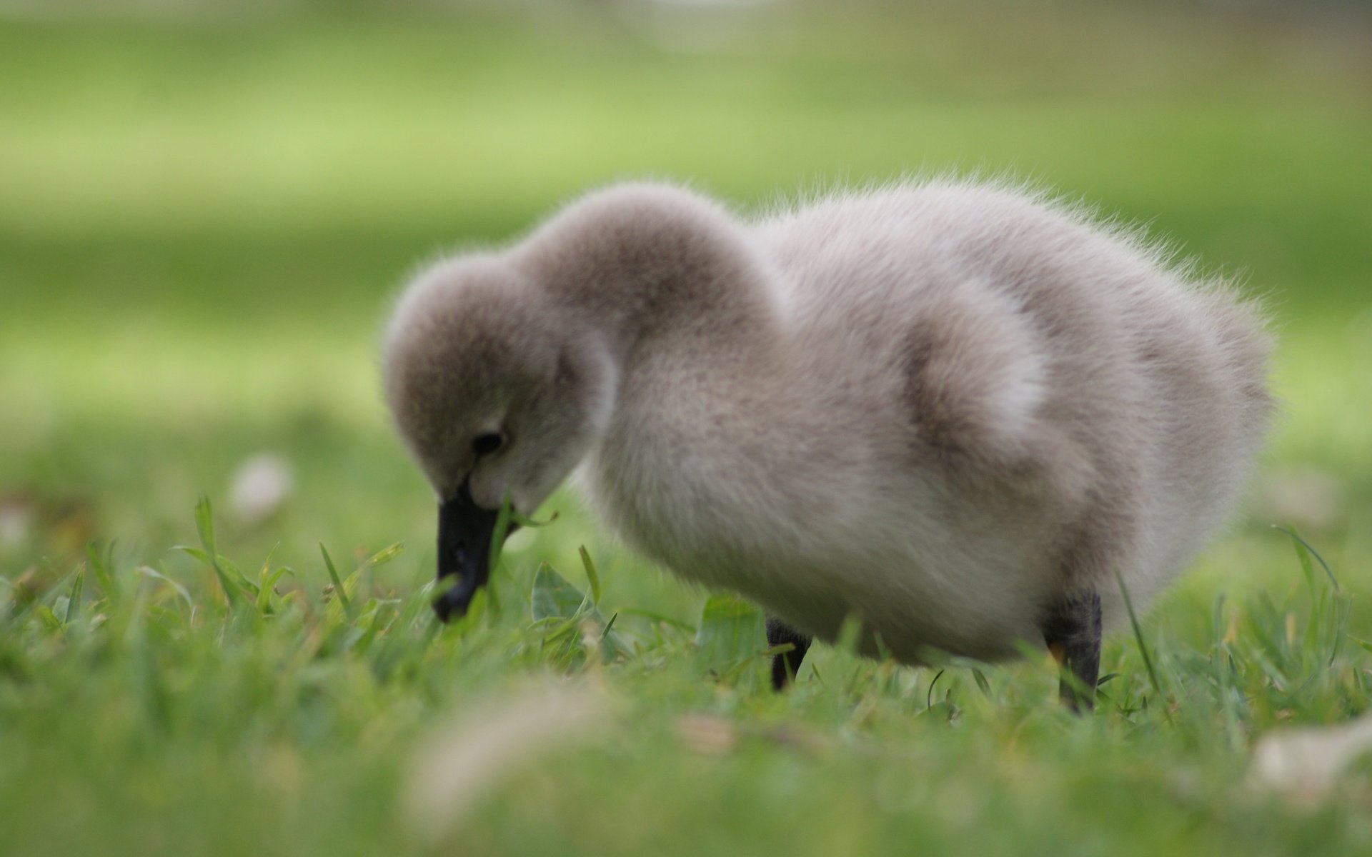 Обои трава, птенец, птица, лебедь, детеныш, grass, chick, bird, swan, cub разрешение 3872x2176 Загрузить