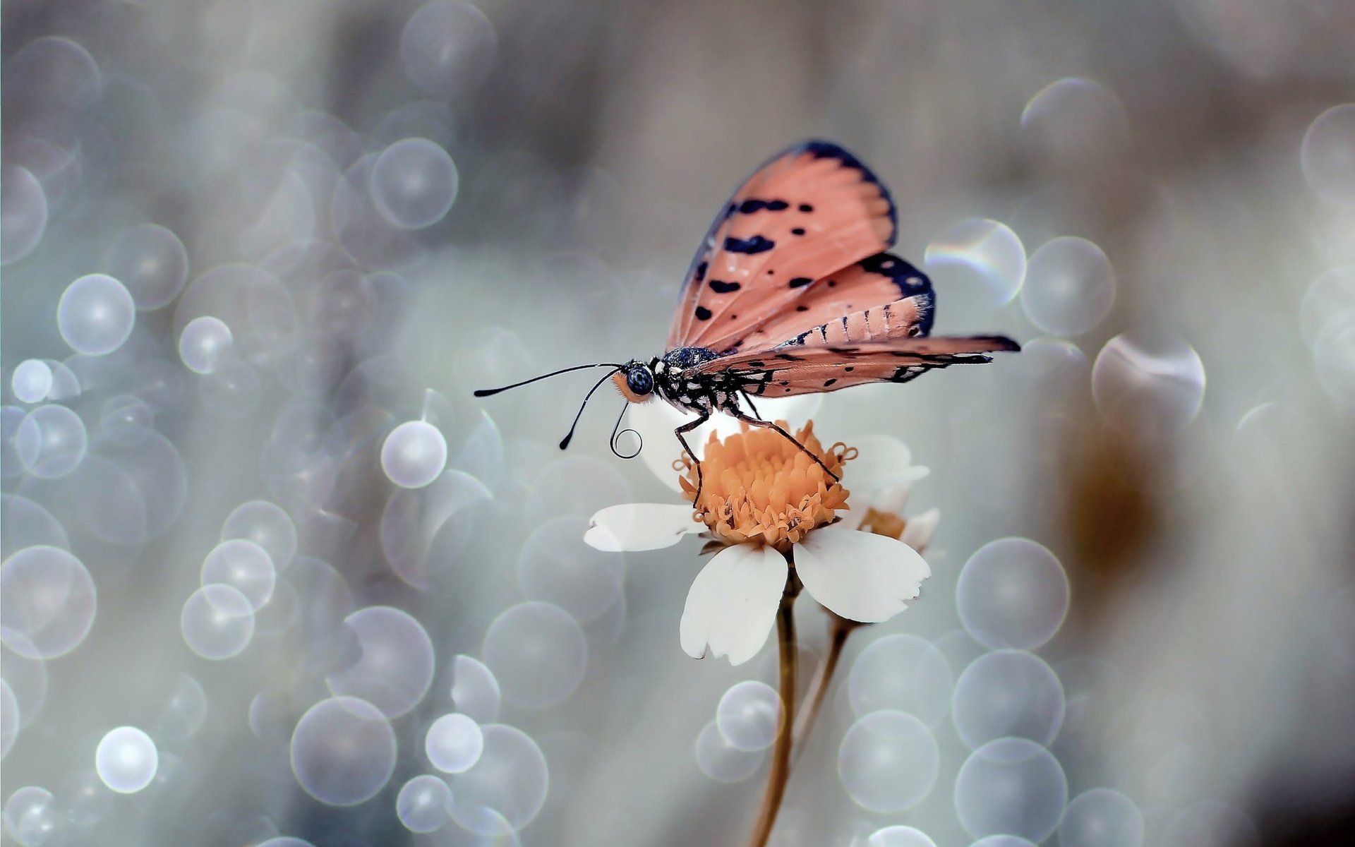 Обои макро, насекомое, цветок, лепестки, бабочка, крылья, боке, macro, insect, flower, petals, butterfly, wings, bokeh разрешение 2048x1369 Загрузить